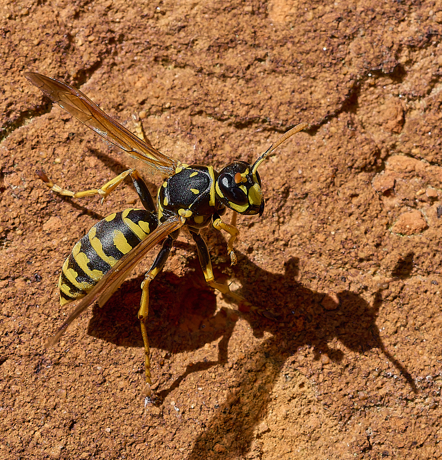 LittlePlumsteadPaperWasp190326-2