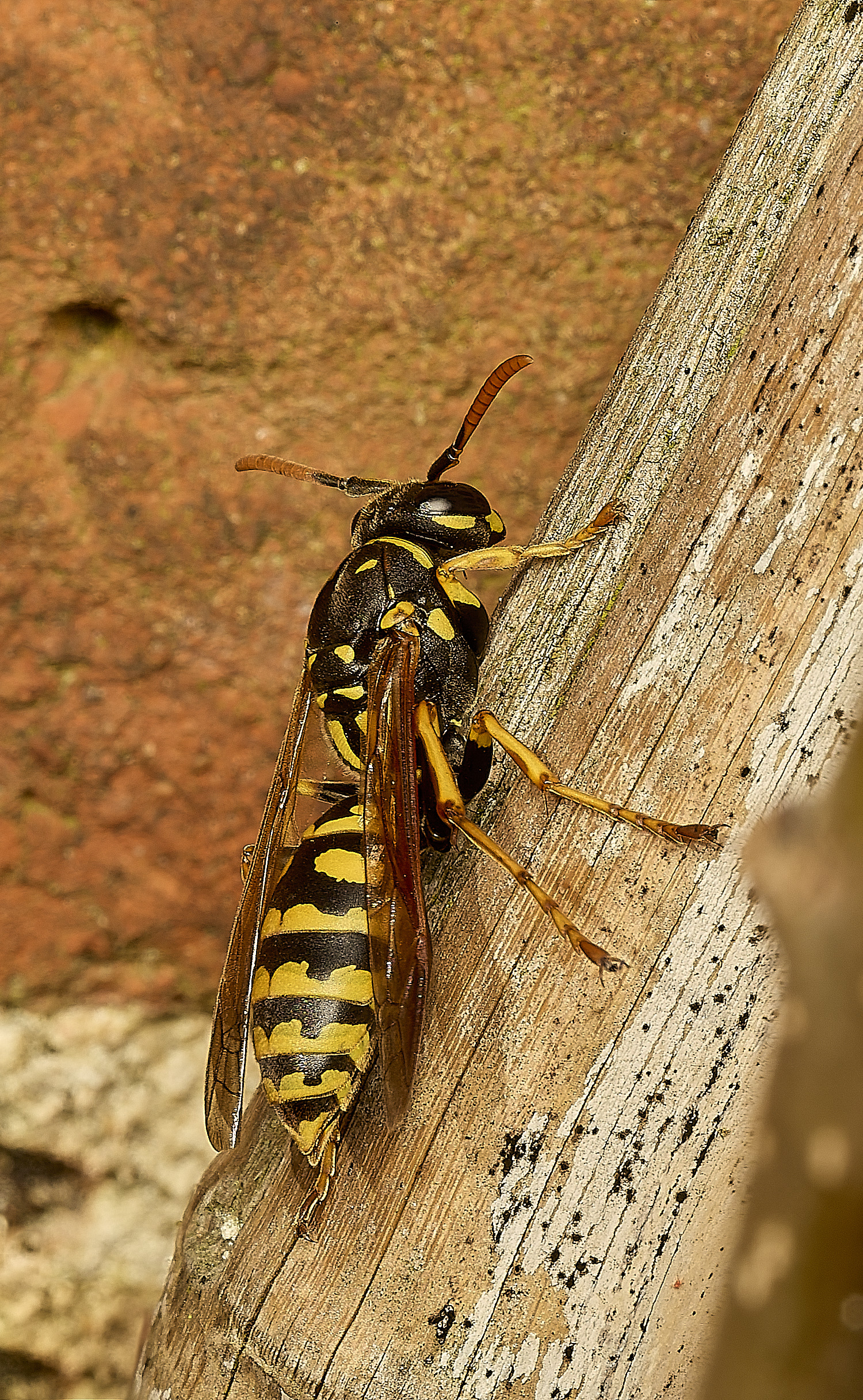 LittlePlumsteadPaperWasp190326-3