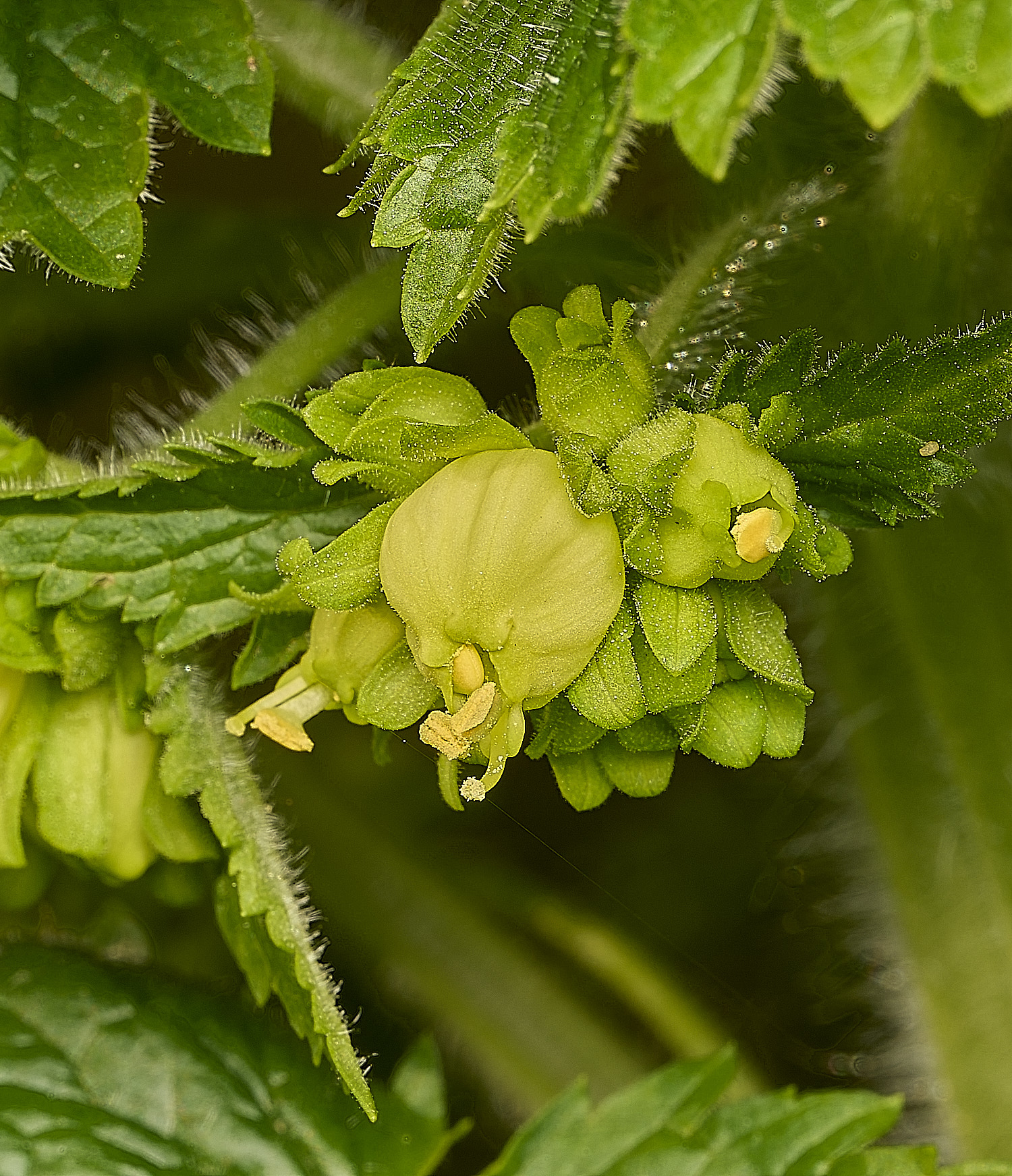 LittlePlumsteadScrophularia190326-1