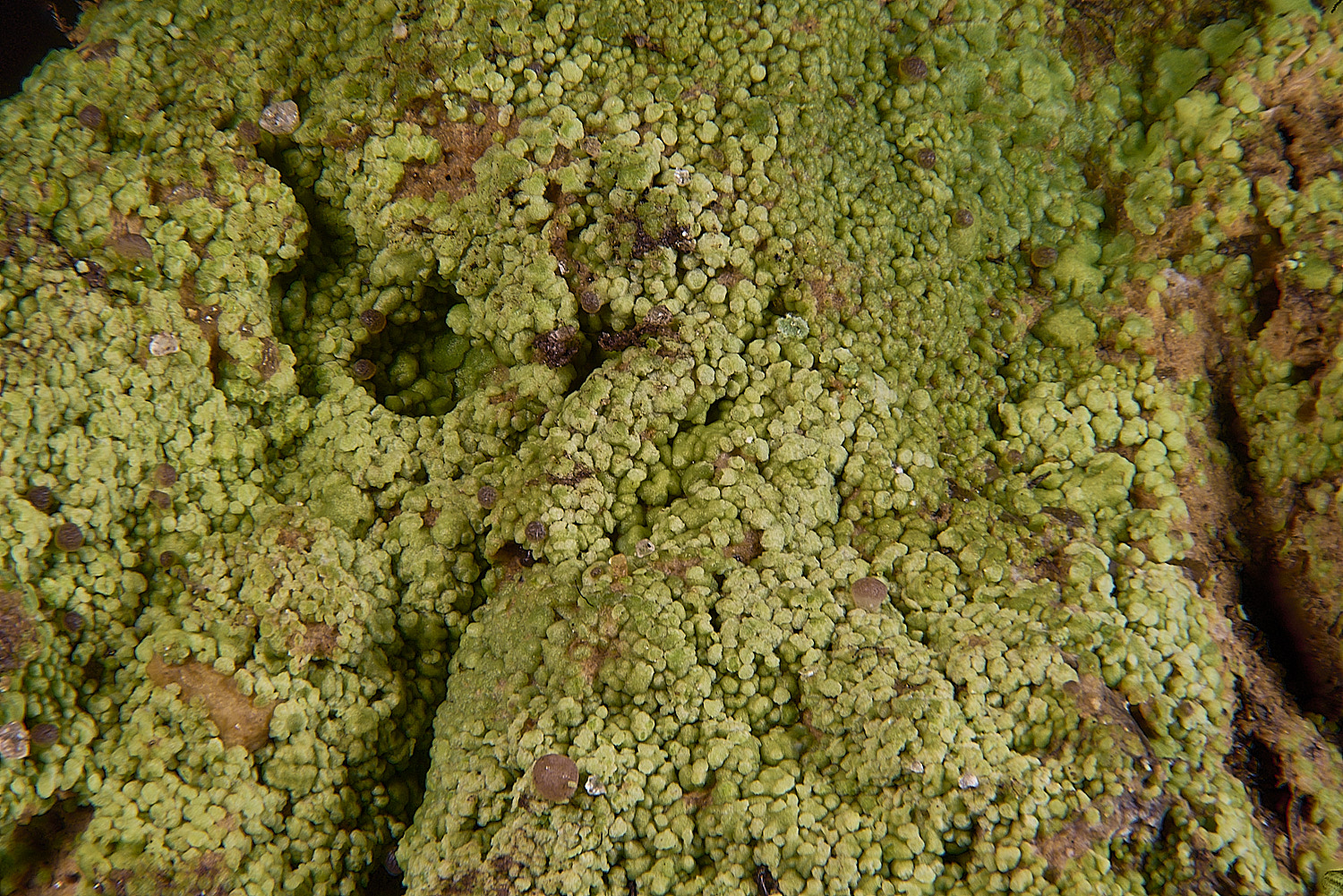 MarshamHeathBrufus150126-1