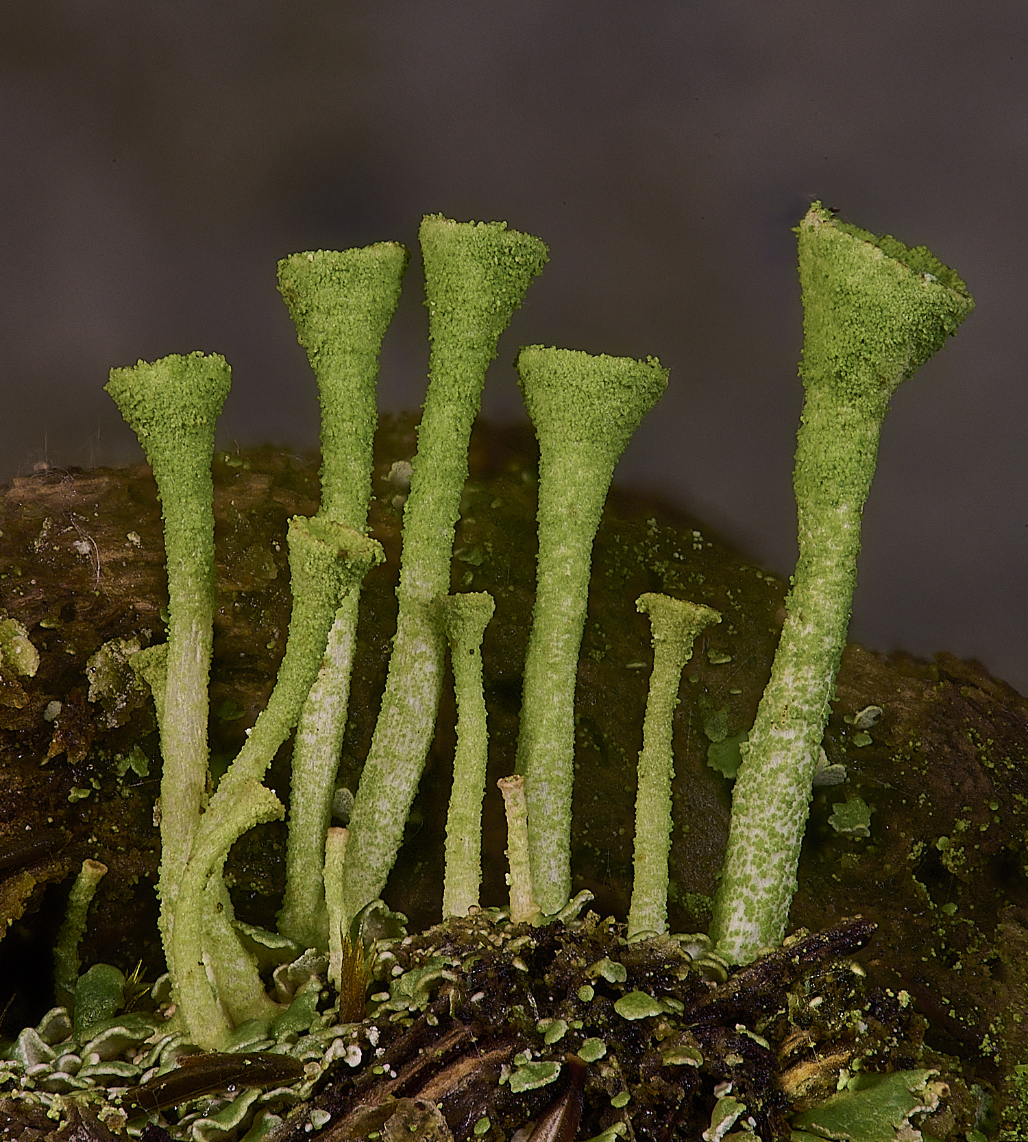 MarshamHeathCfimbriatum150126-5