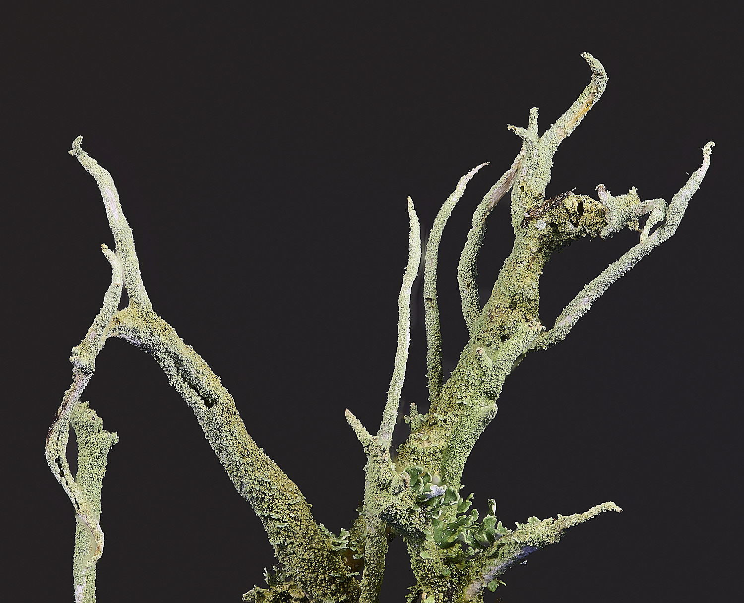 MarshamHeathCladonia4150124-2