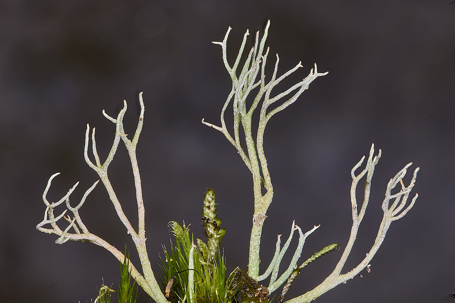 MarshamHeathCladonia6150126-3