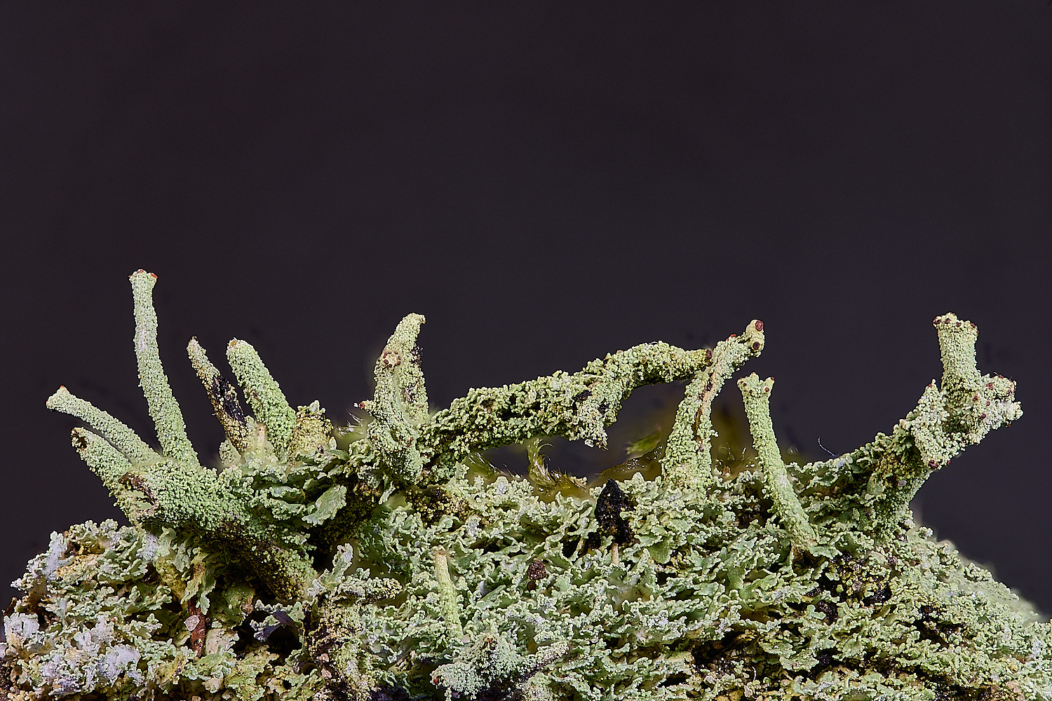 MarshamHeathCladonia7150126-1