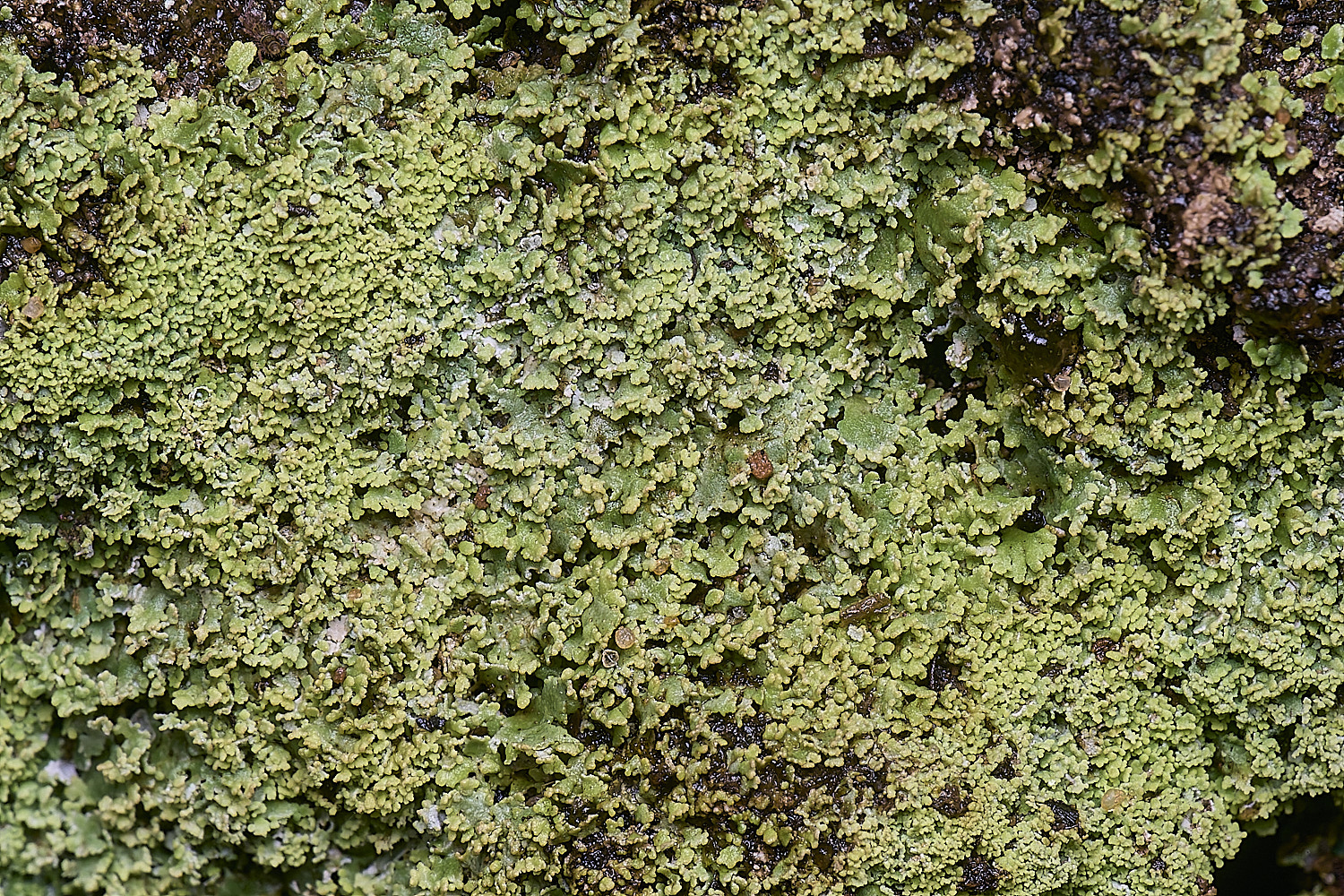 MarshamHeathCladonia9150126-1
