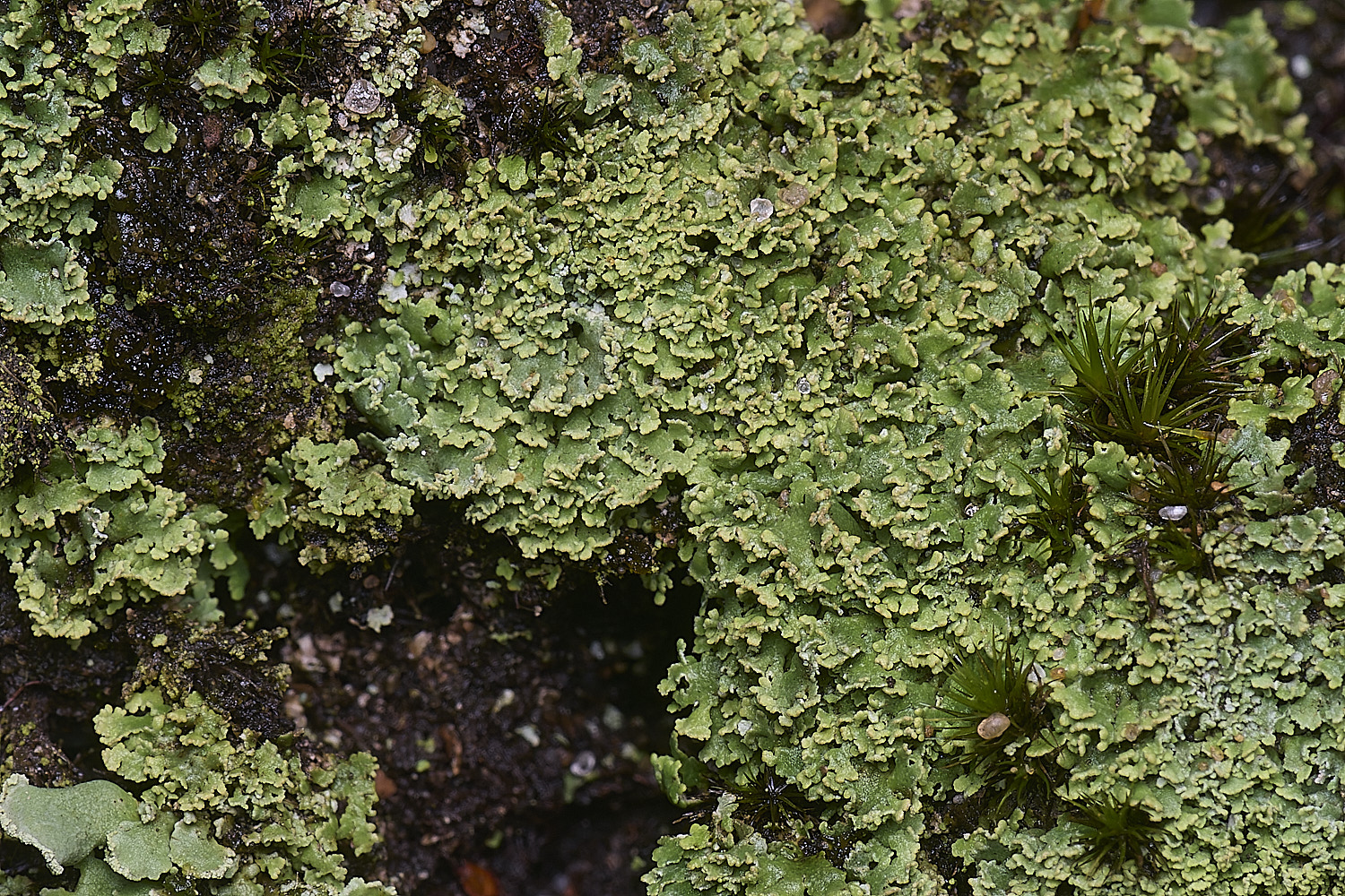 MarshamHeathCladonia9150126-2