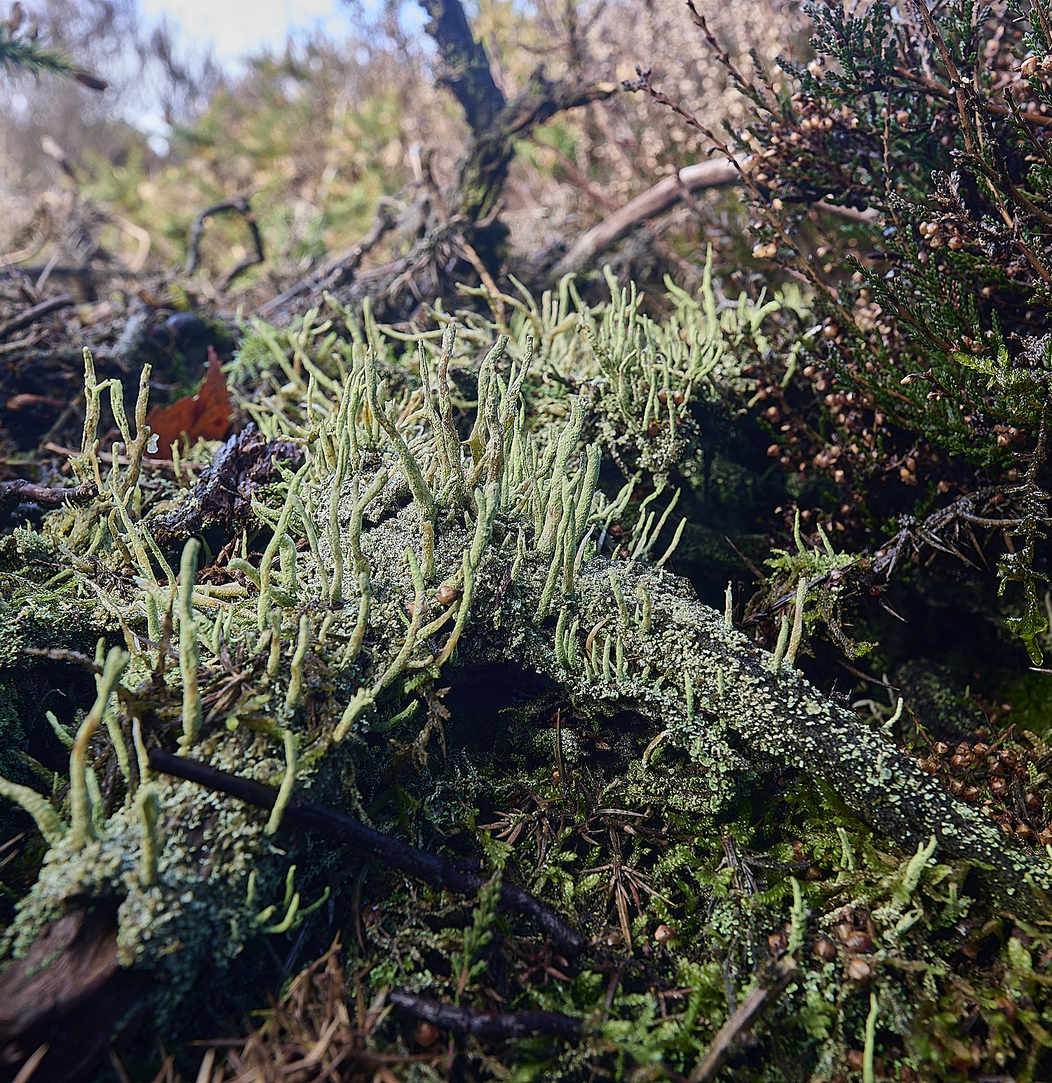 MarshamHeathCladoniaconiocraea150126-1