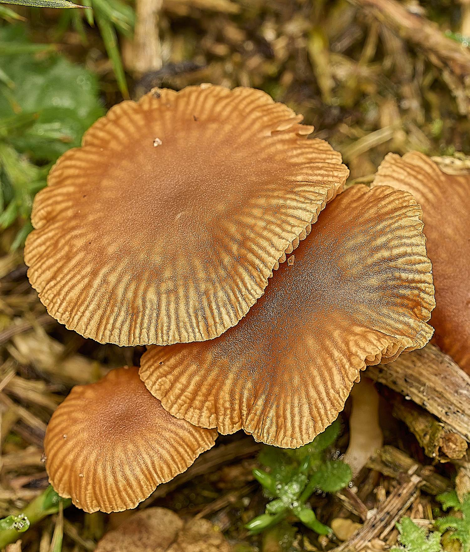 MarshamHeathFungusSp070226-1