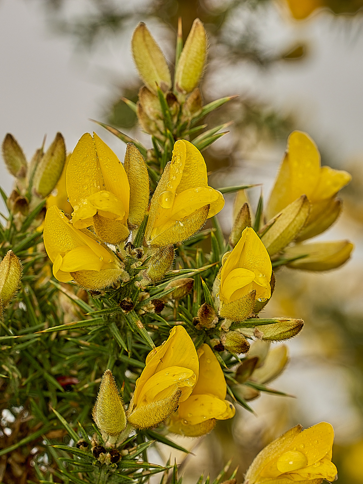 MarshamHeathGorse070226-1
