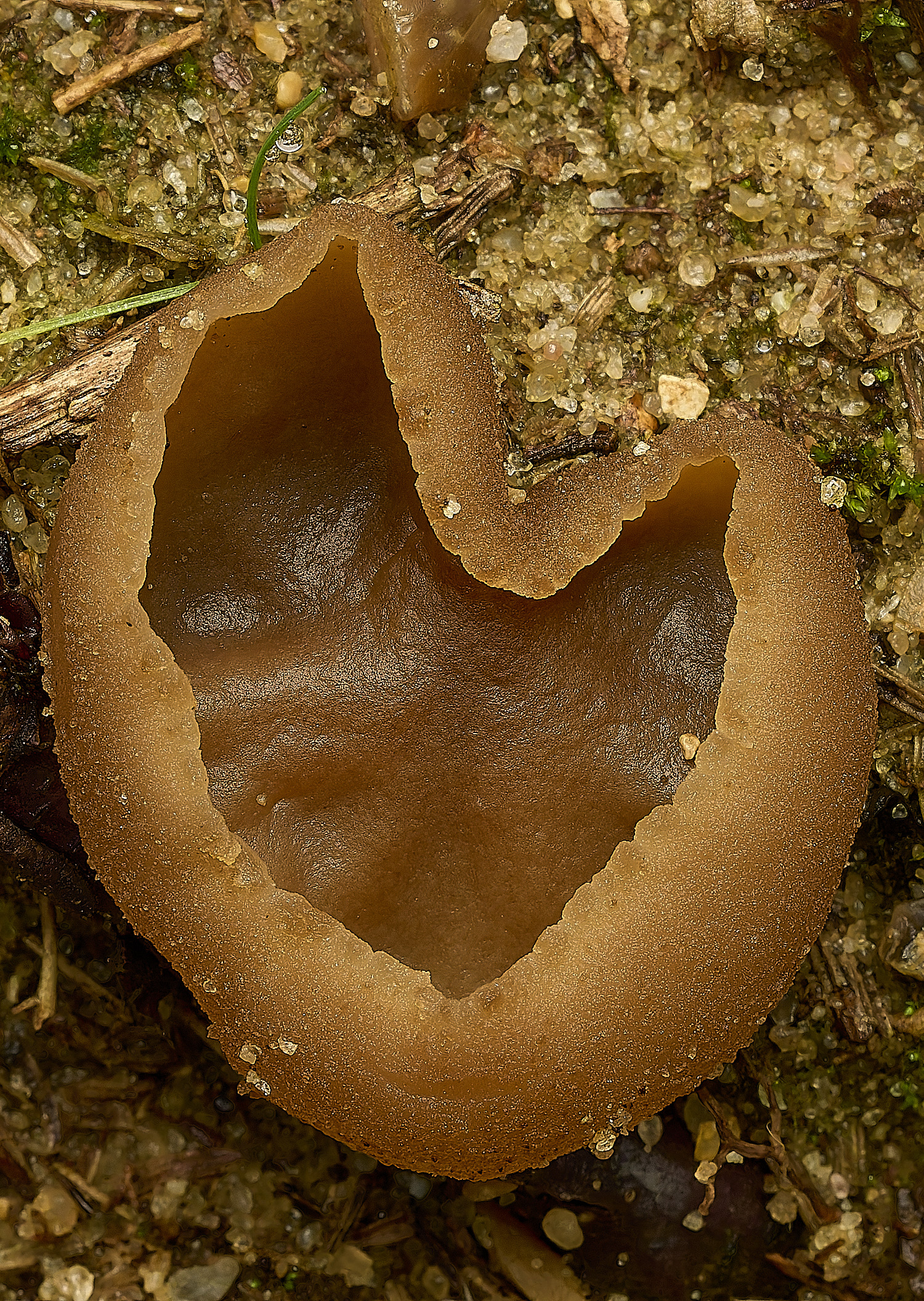 MarshamHeathPezizaSp070226-1