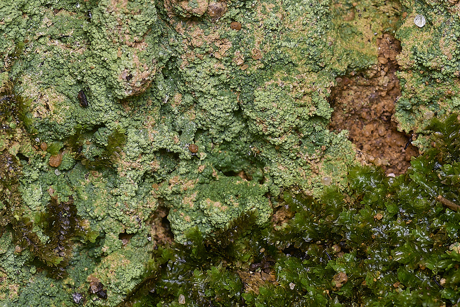MarshanHeathGreebLichen150126-1