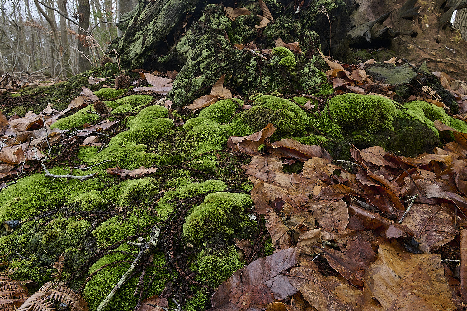 MarshanHeathLeucobriumglaucum150126-1