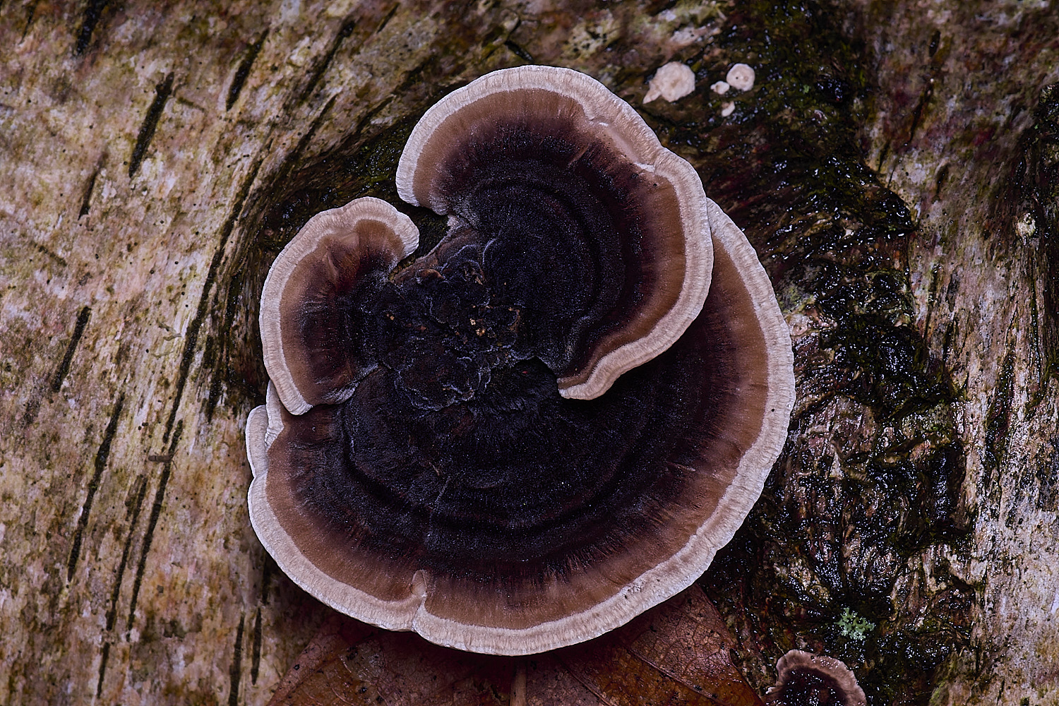 MarshanHeathTurkeyTail150126-1