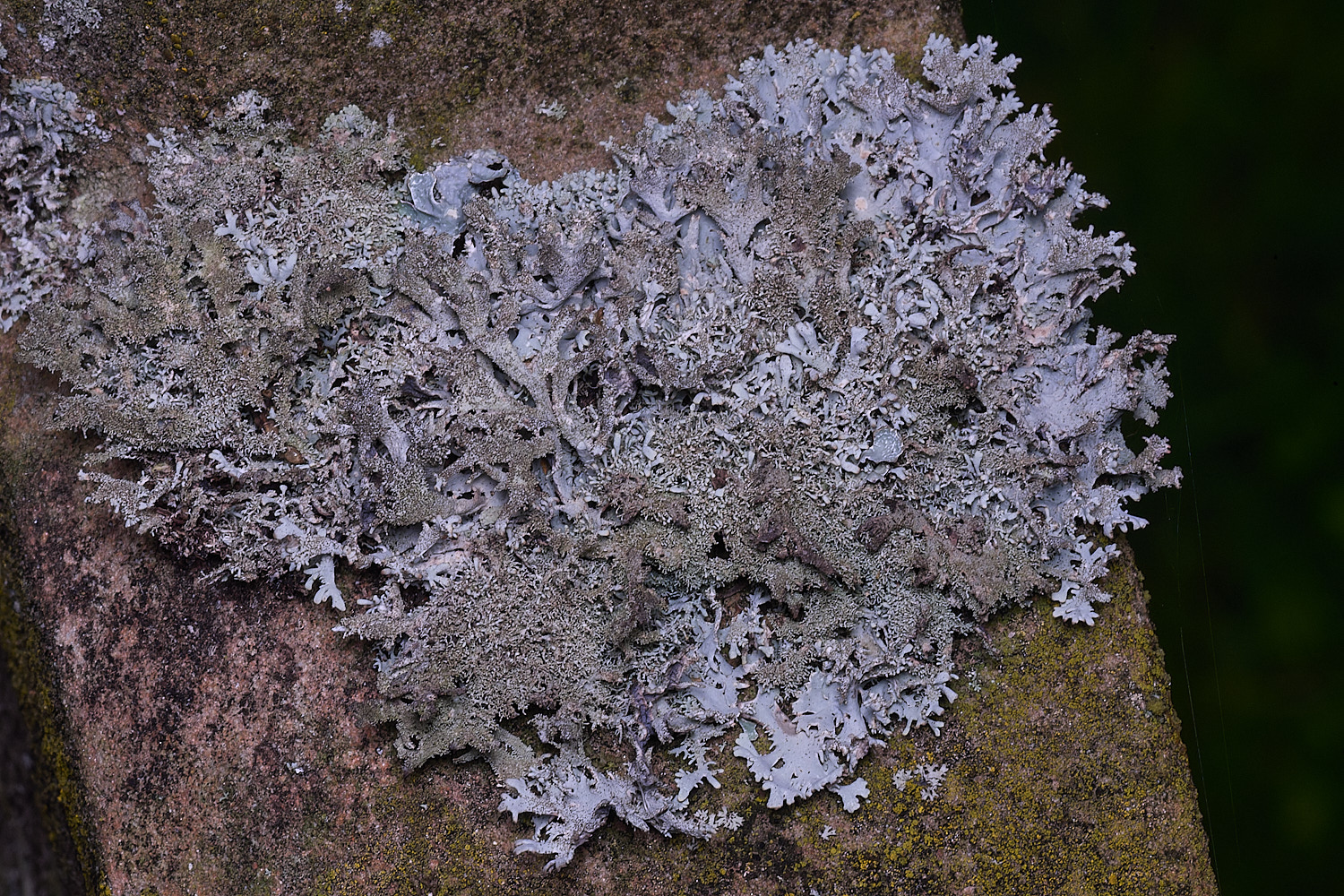 NectonPseudeverniafurfuracea290326-12