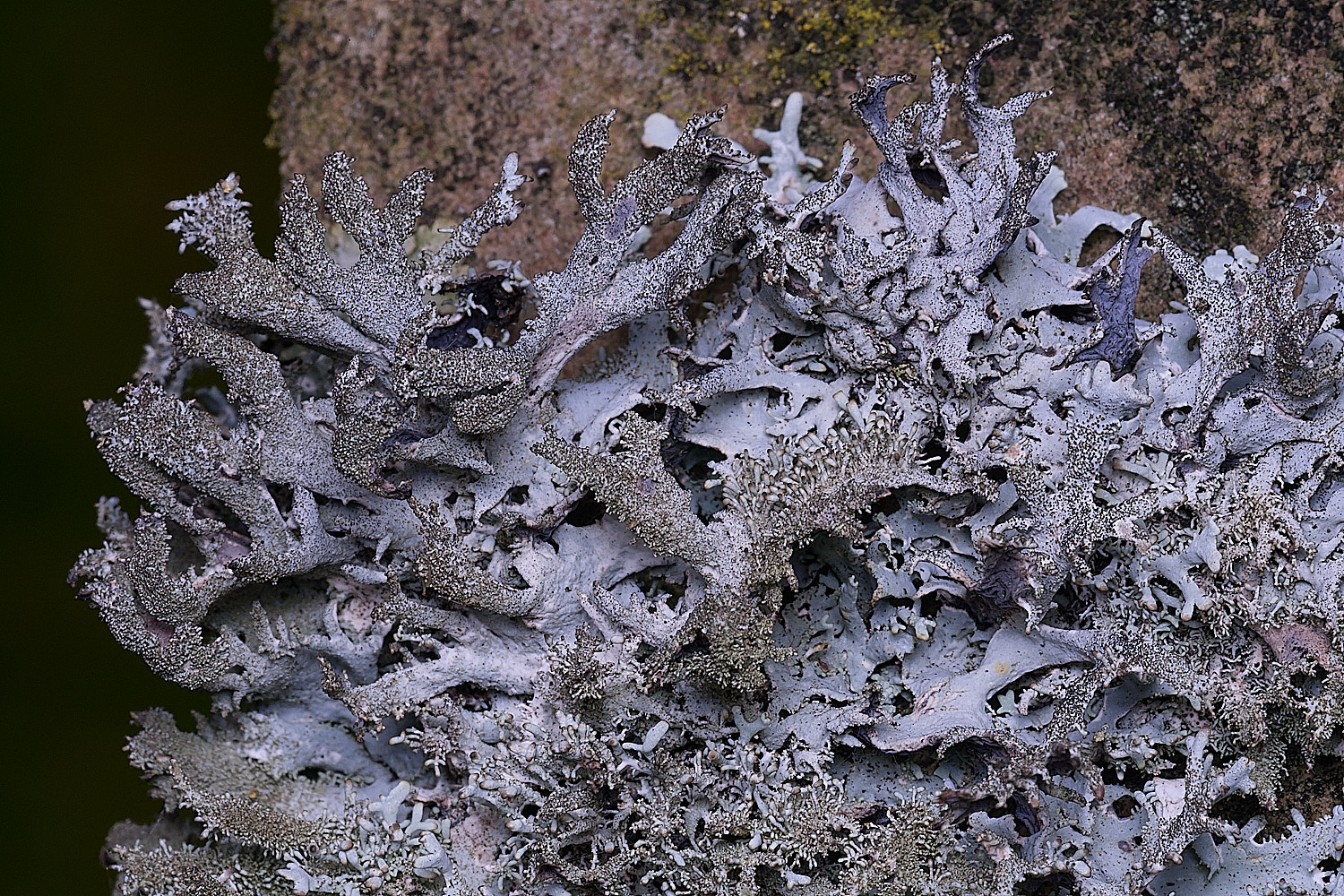 NectonPseudeverniafurfuracea290326-3