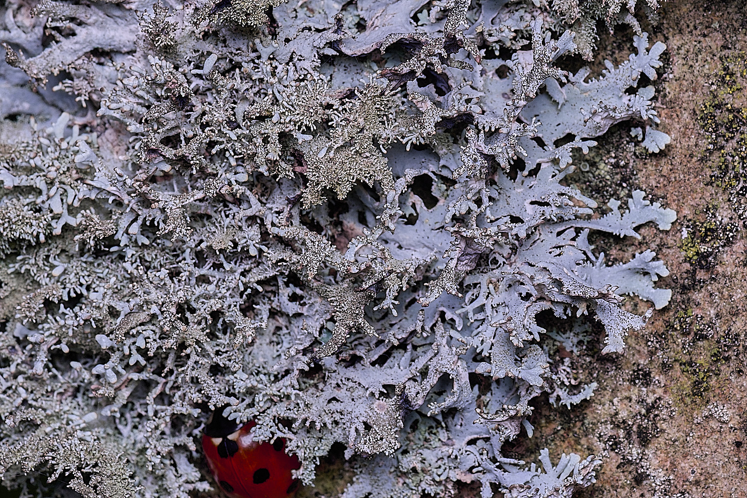 NectonPseudeverniafurfuracea290326-6