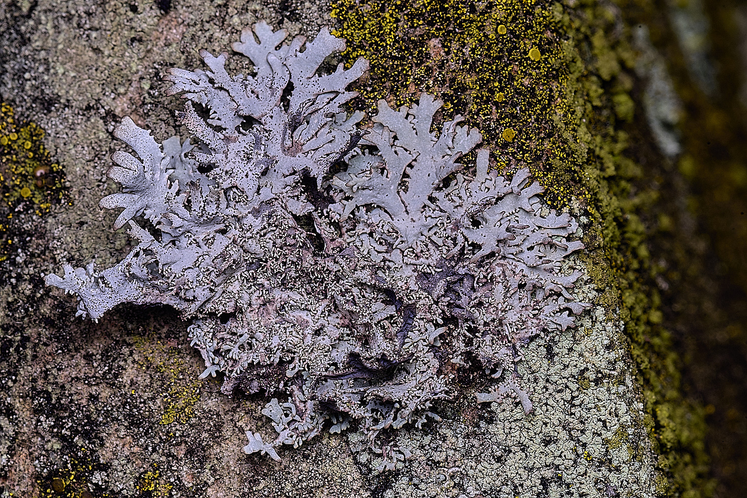 NectonPseudeverniafurfuracea290326-7