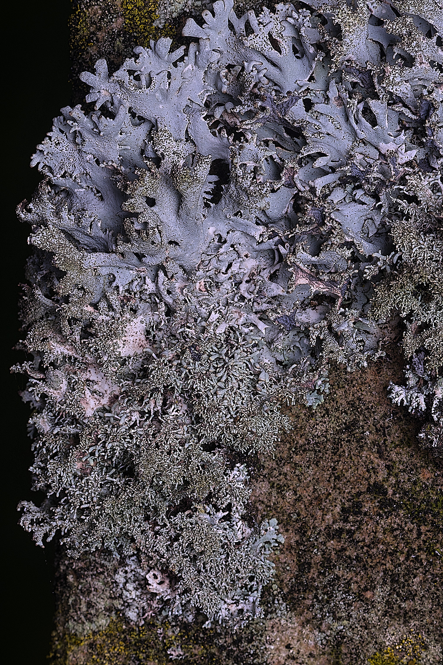 NectonPseudeverniafurfuracea290326-9