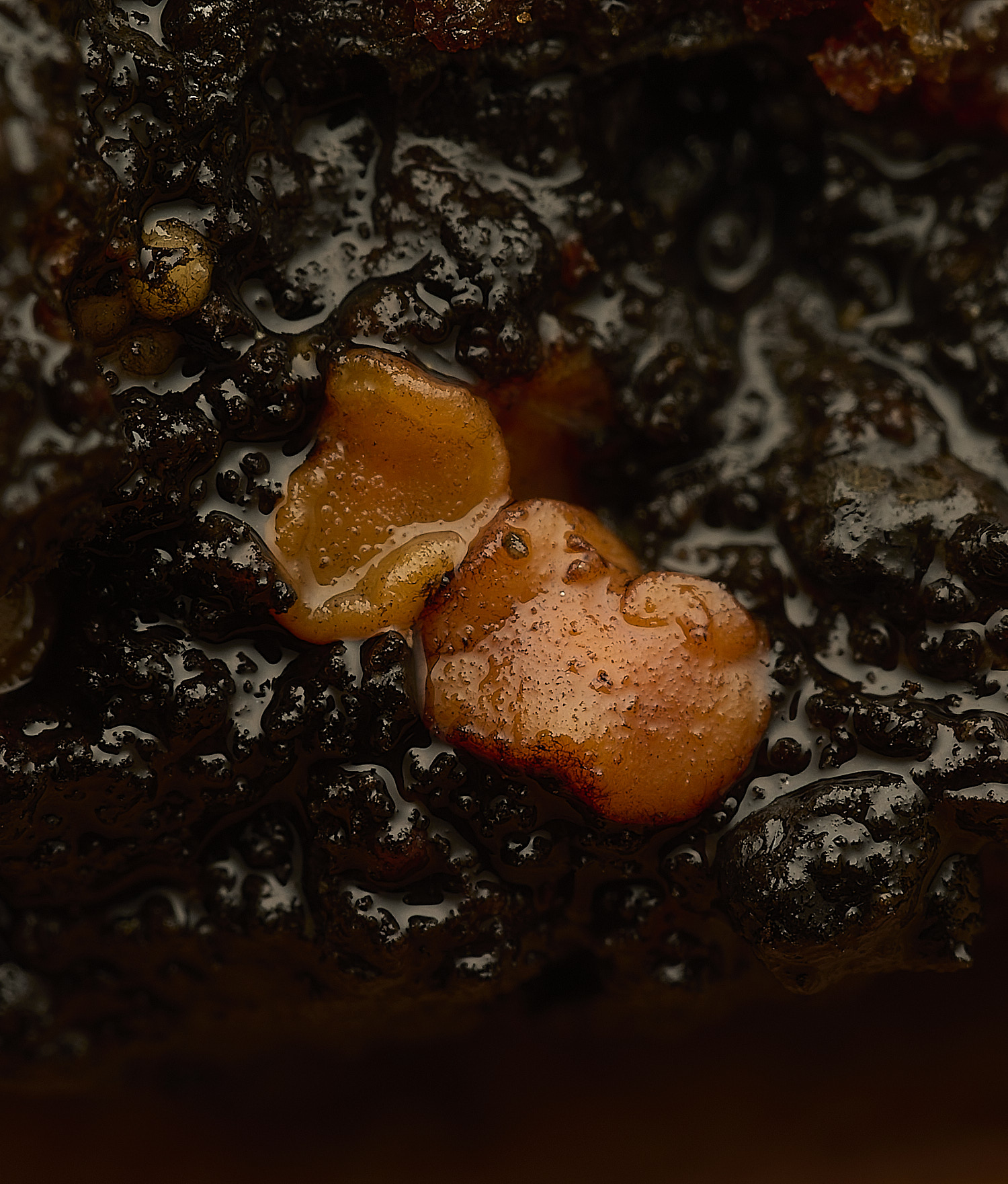 NorfolkWoodZynthiaresinae0526-2