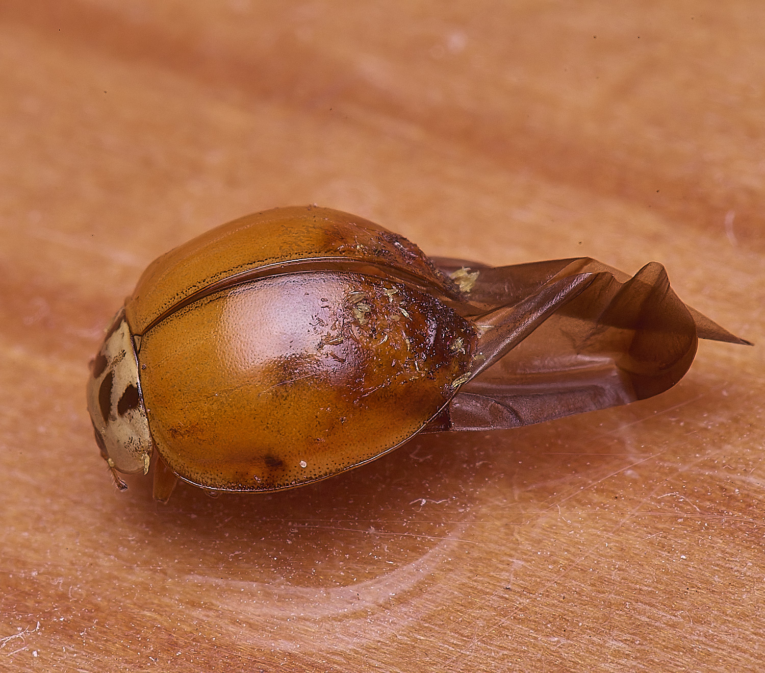 NorwichLadyBird120126-1