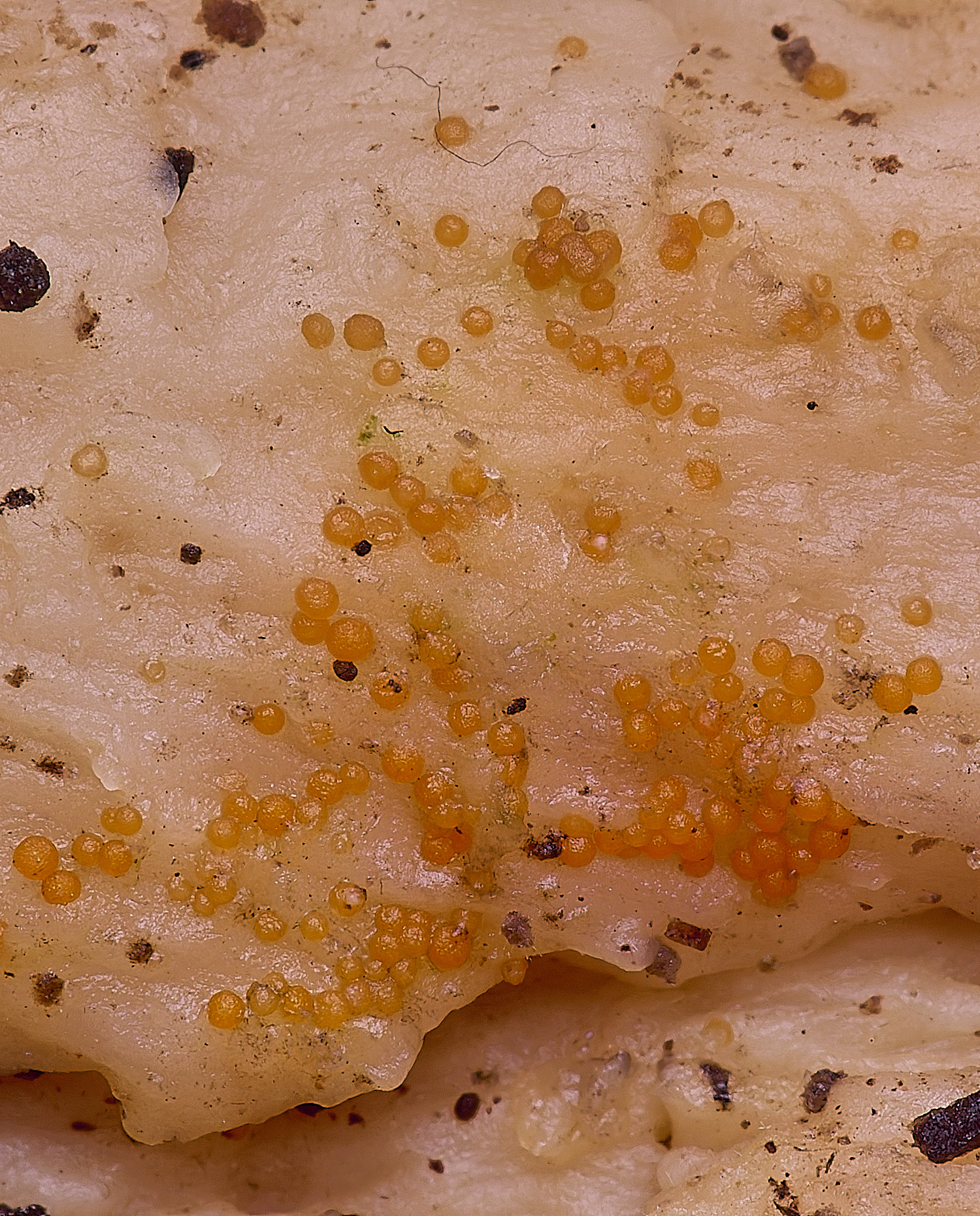 NorwichOrange120126-2