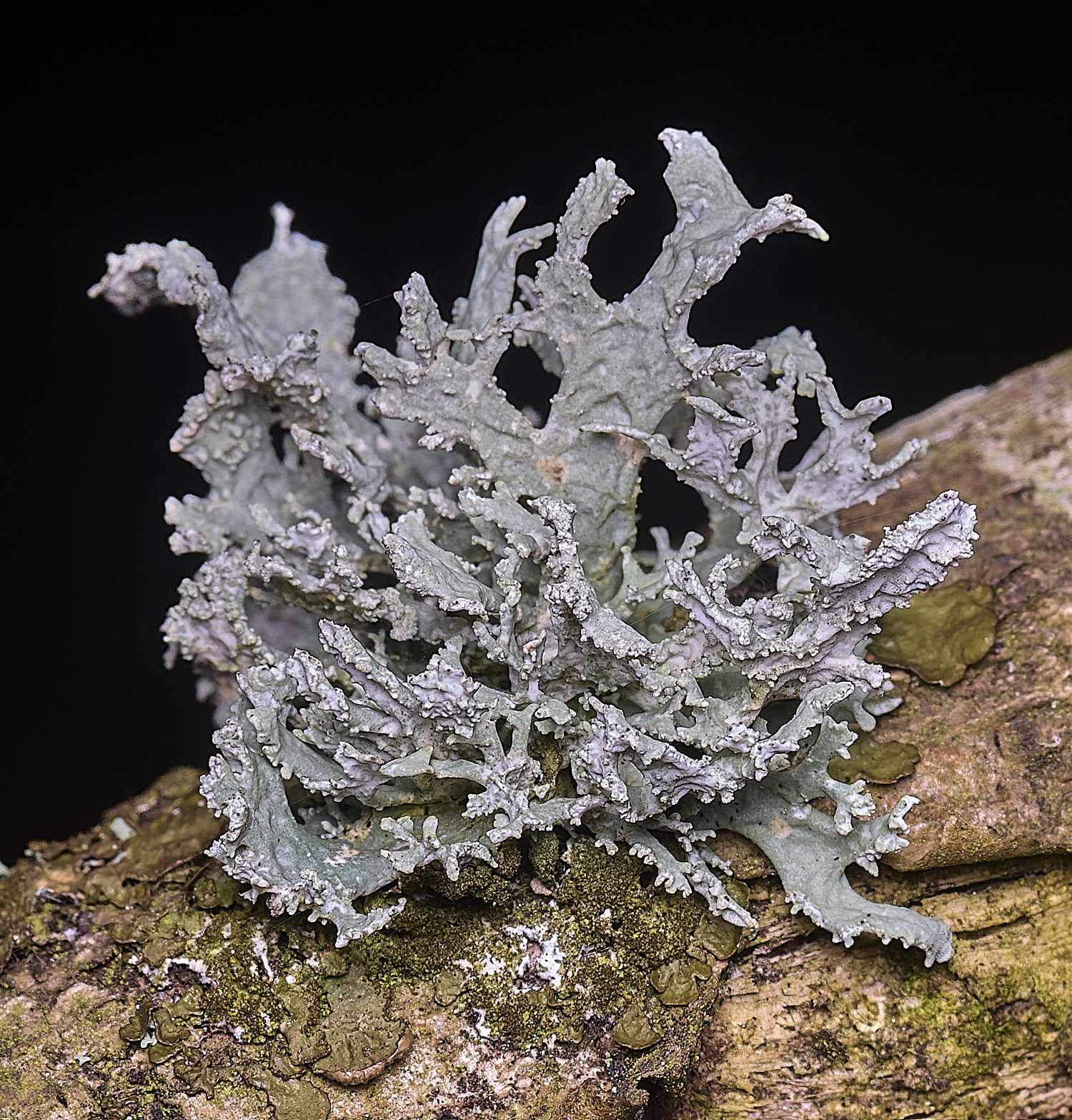 SalthouseHeathEverniaorunastri310326-1