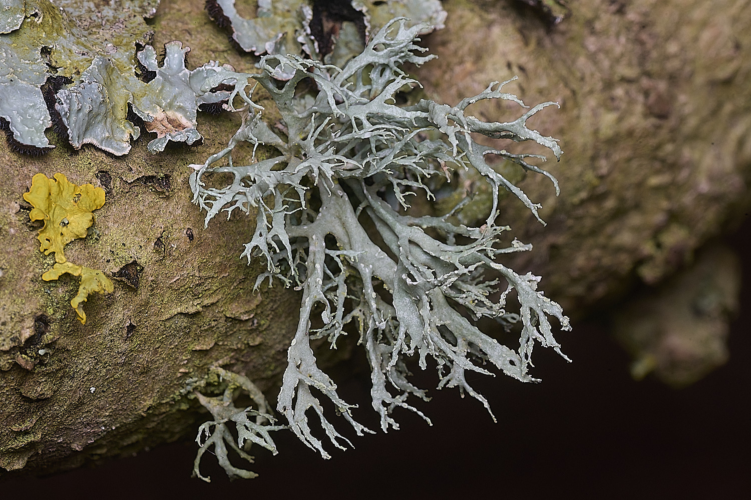 SalthouseHeathfarinacea310326-1