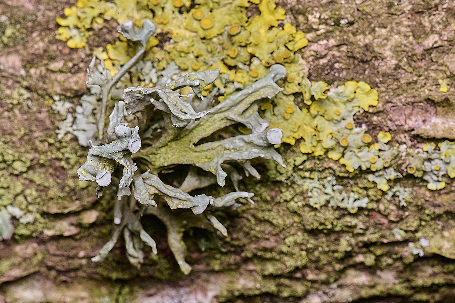 SalthouseHeathfastigiata310326-1