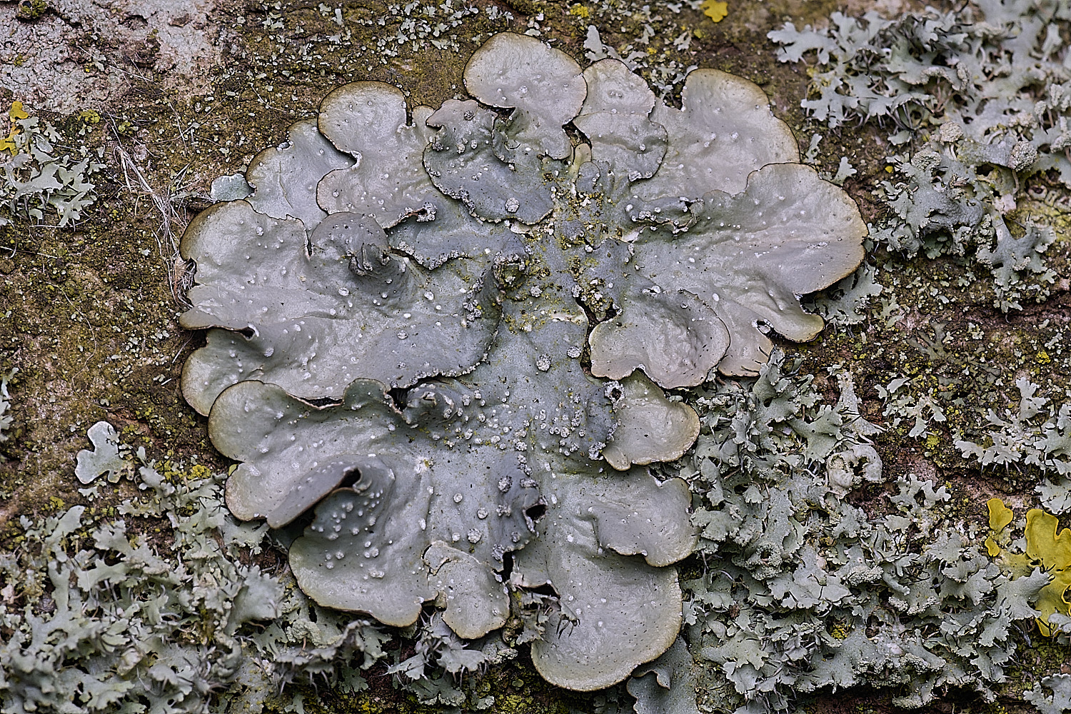 SalthouseHeathLichen12310326-1