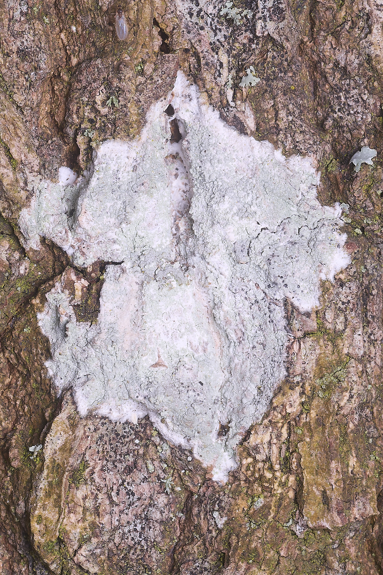 SalthouseHeathLichen13310326-1