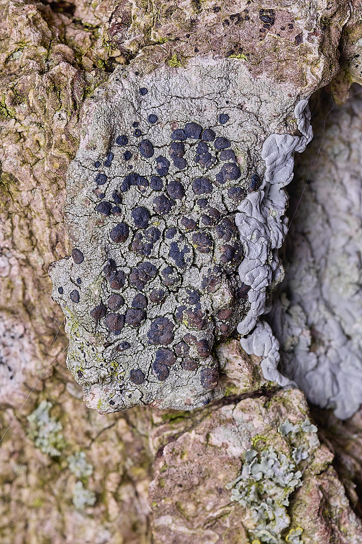 SalthouseHeathLichen15310326-1