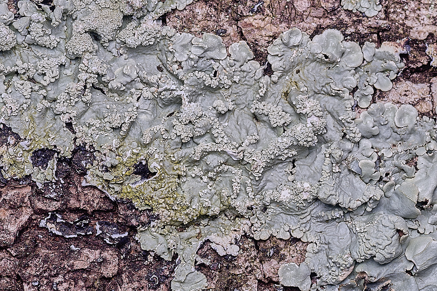 SalthouseHeathLichen2310326-1