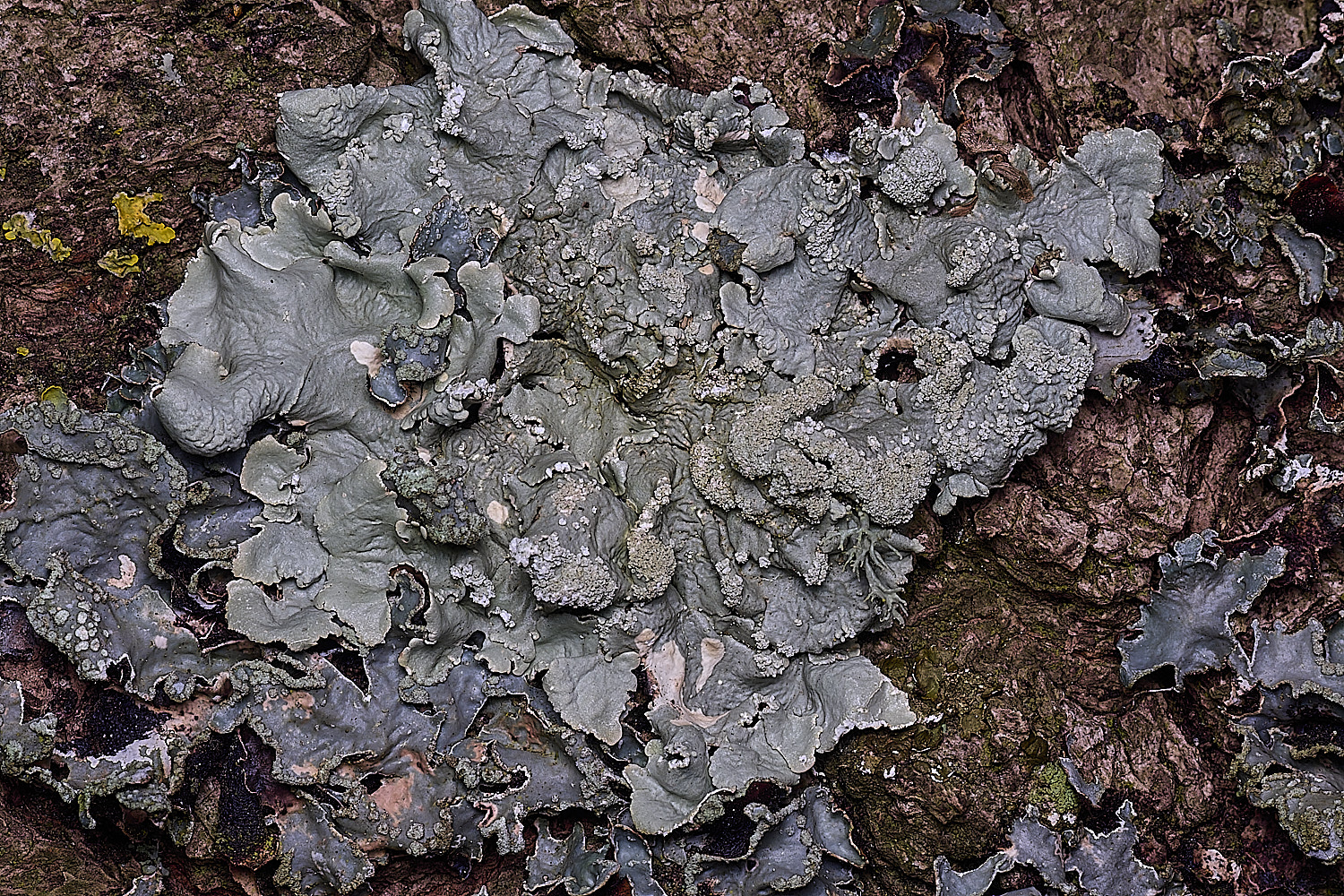 SalthouseHeathLichen2310326-3