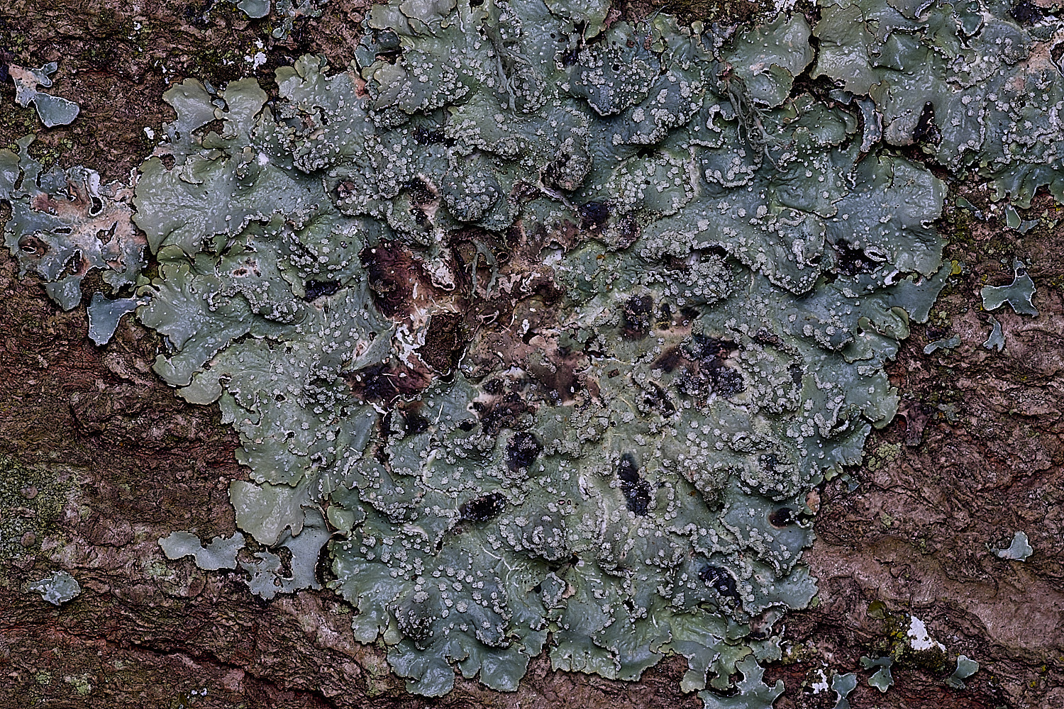 SalthouseHeathLichen7310326-2