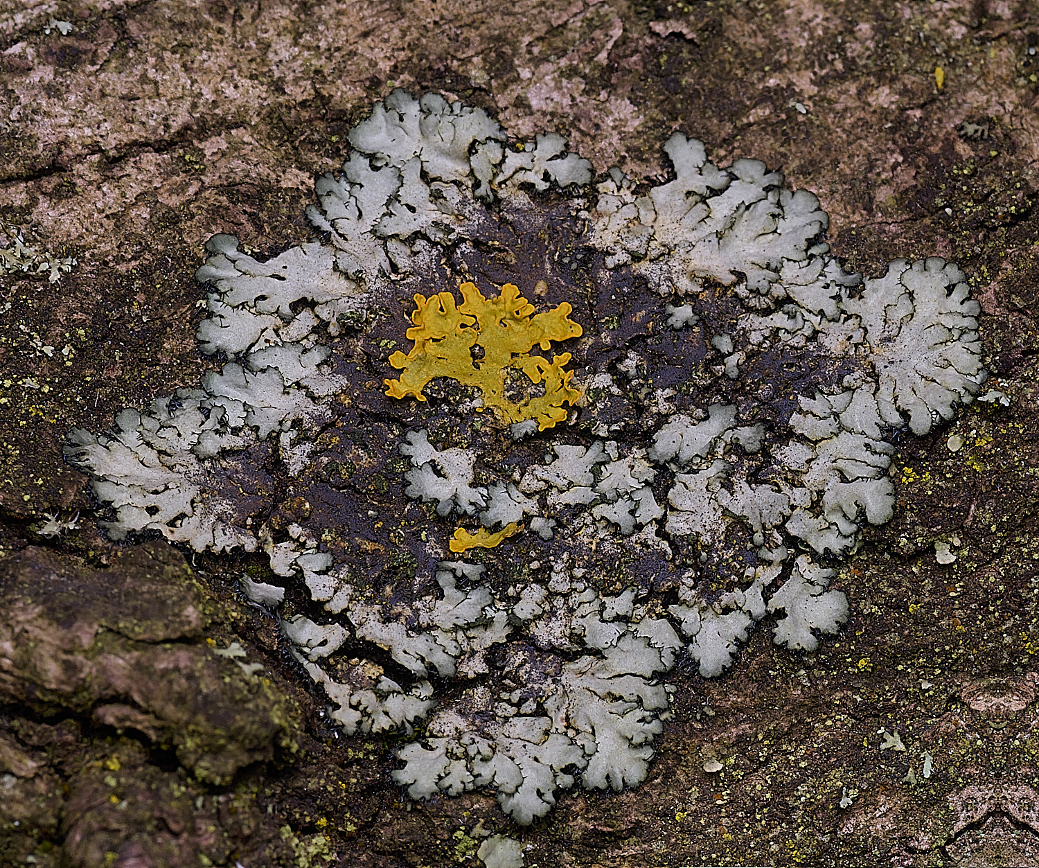 SalthouseHeathPhaeiphysciaorbuclaris310326-1