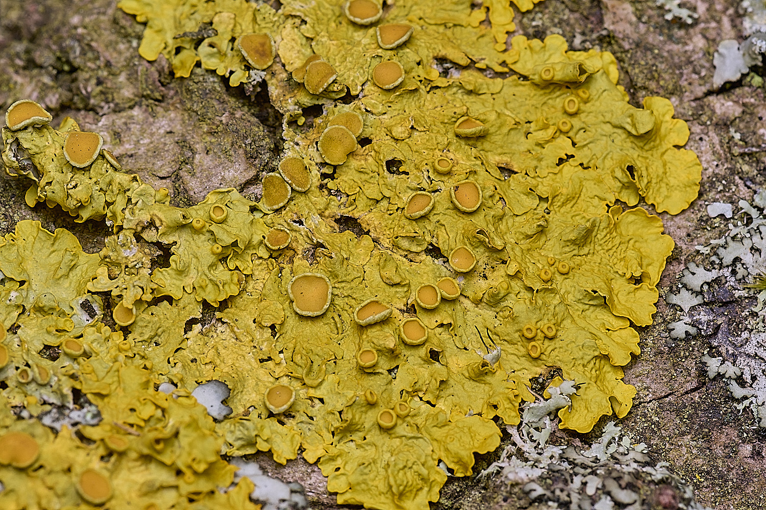 SalthouseHeathXanthoriaparietina310326-1