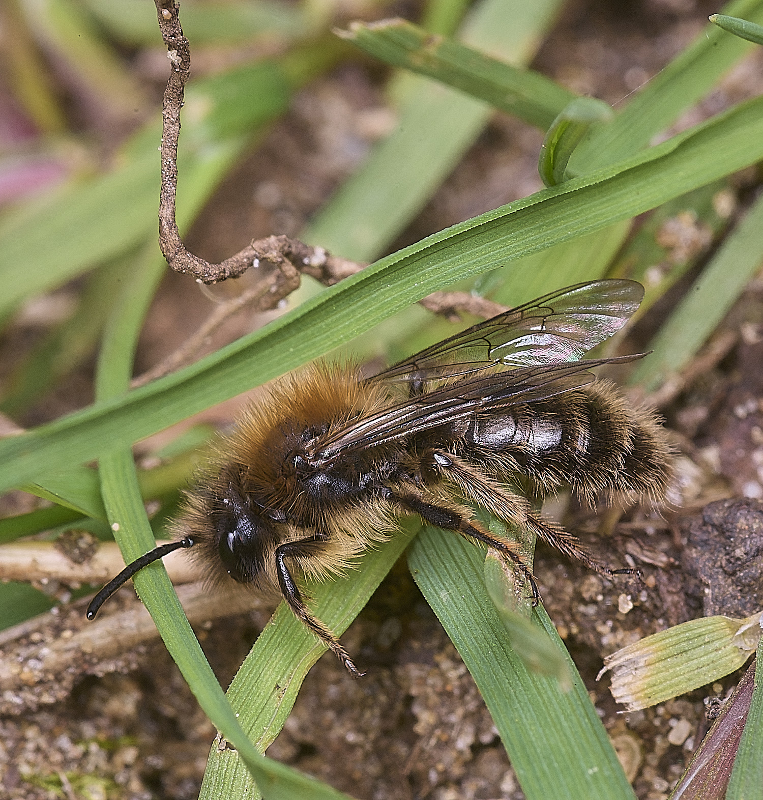 StrumpshawAndrenaclarkella150326-2