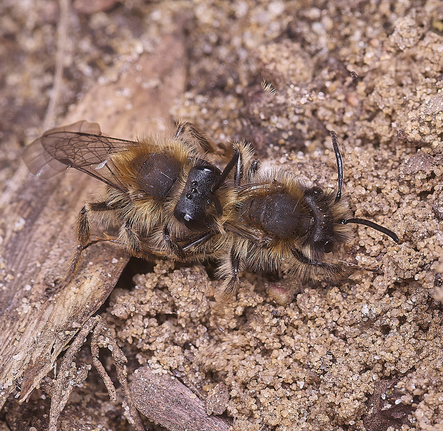 StrumpshawAndrenaclarkella150326-8