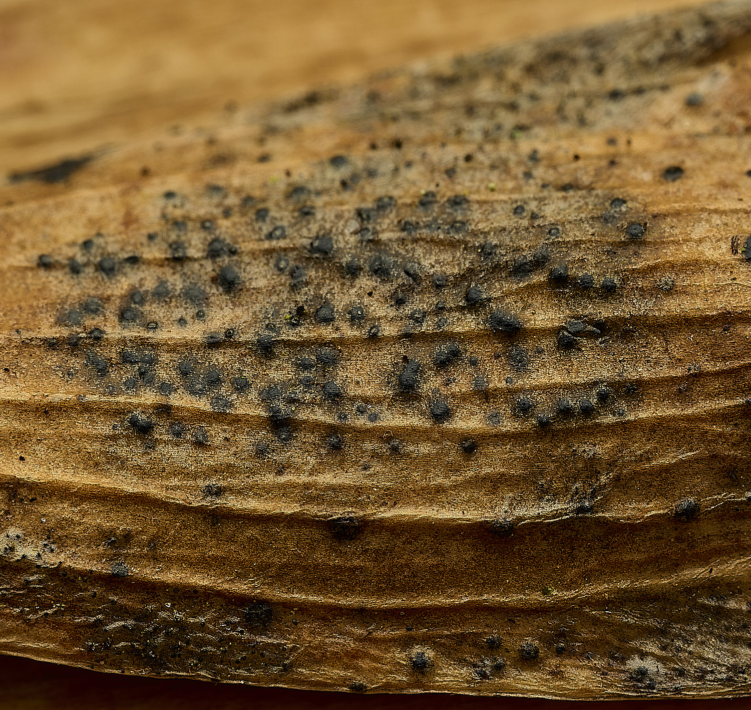 StrumpshawAsh150326-1