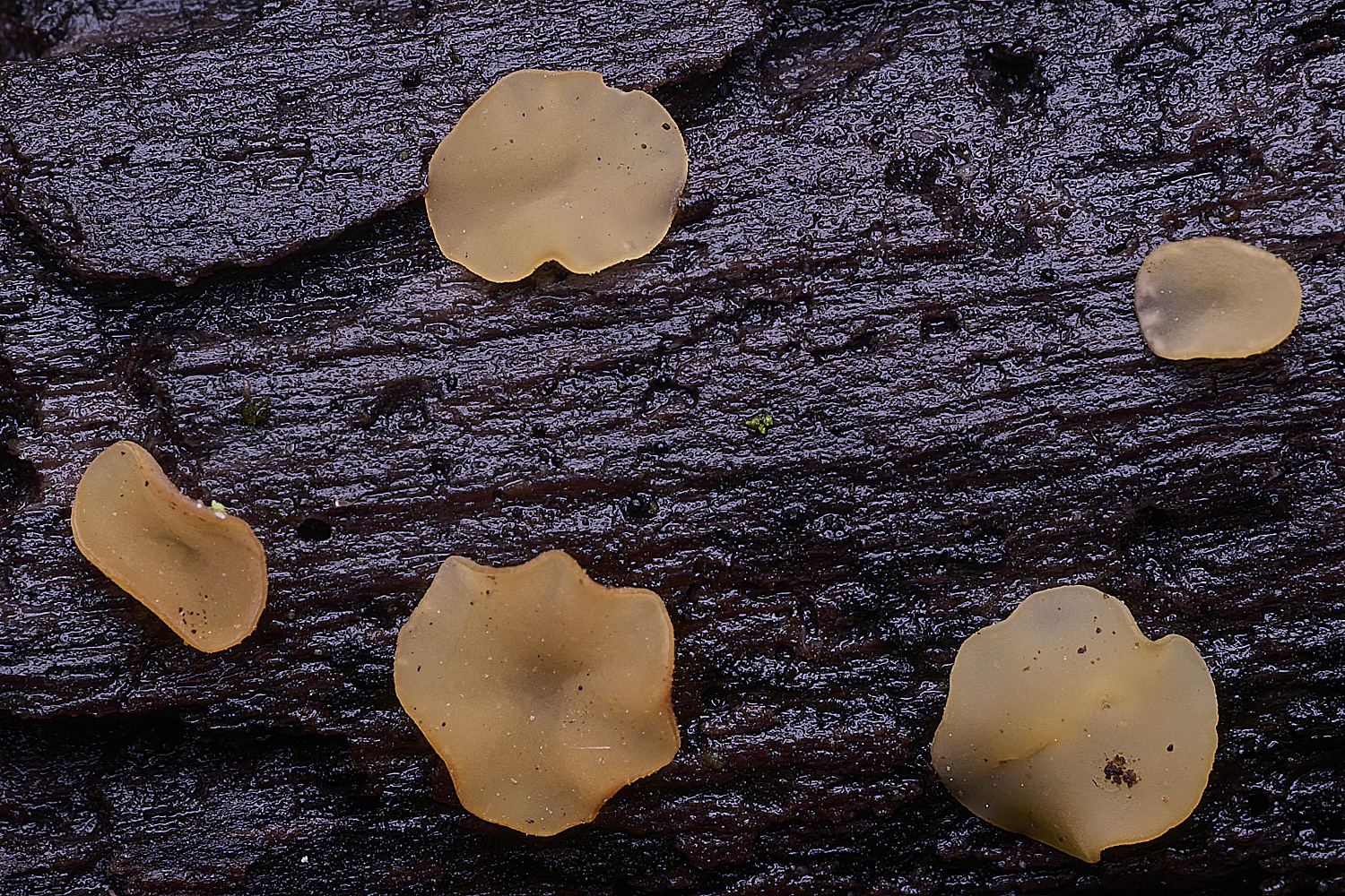 StrumpshawBisporella1150326-2