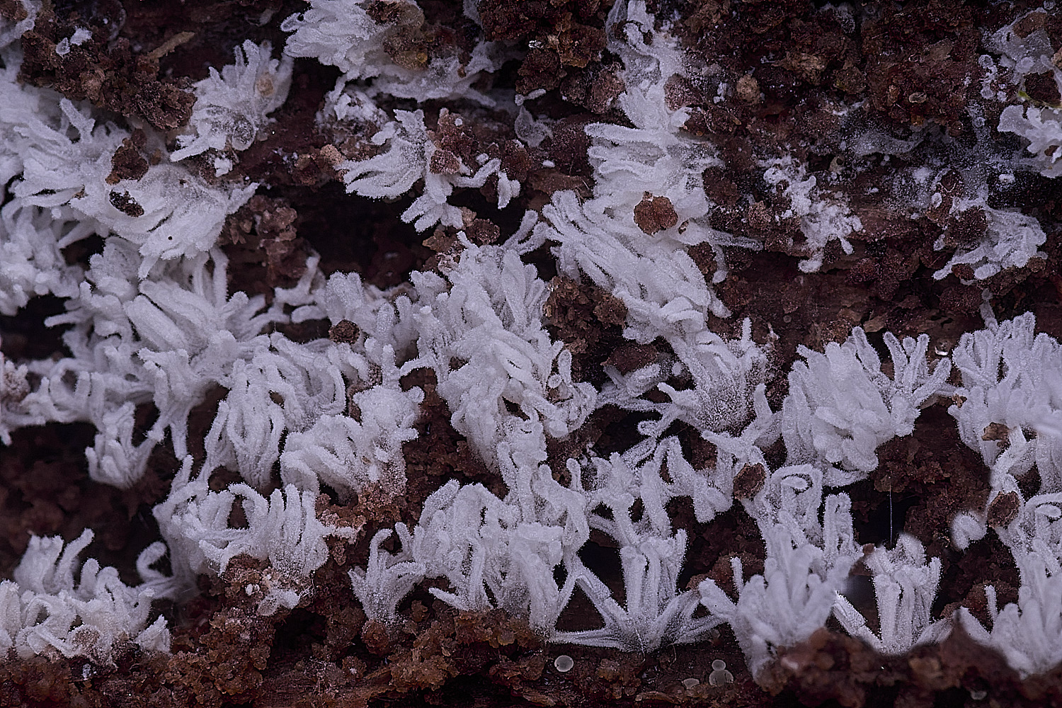 StrumpshawCeratomyia150326-1