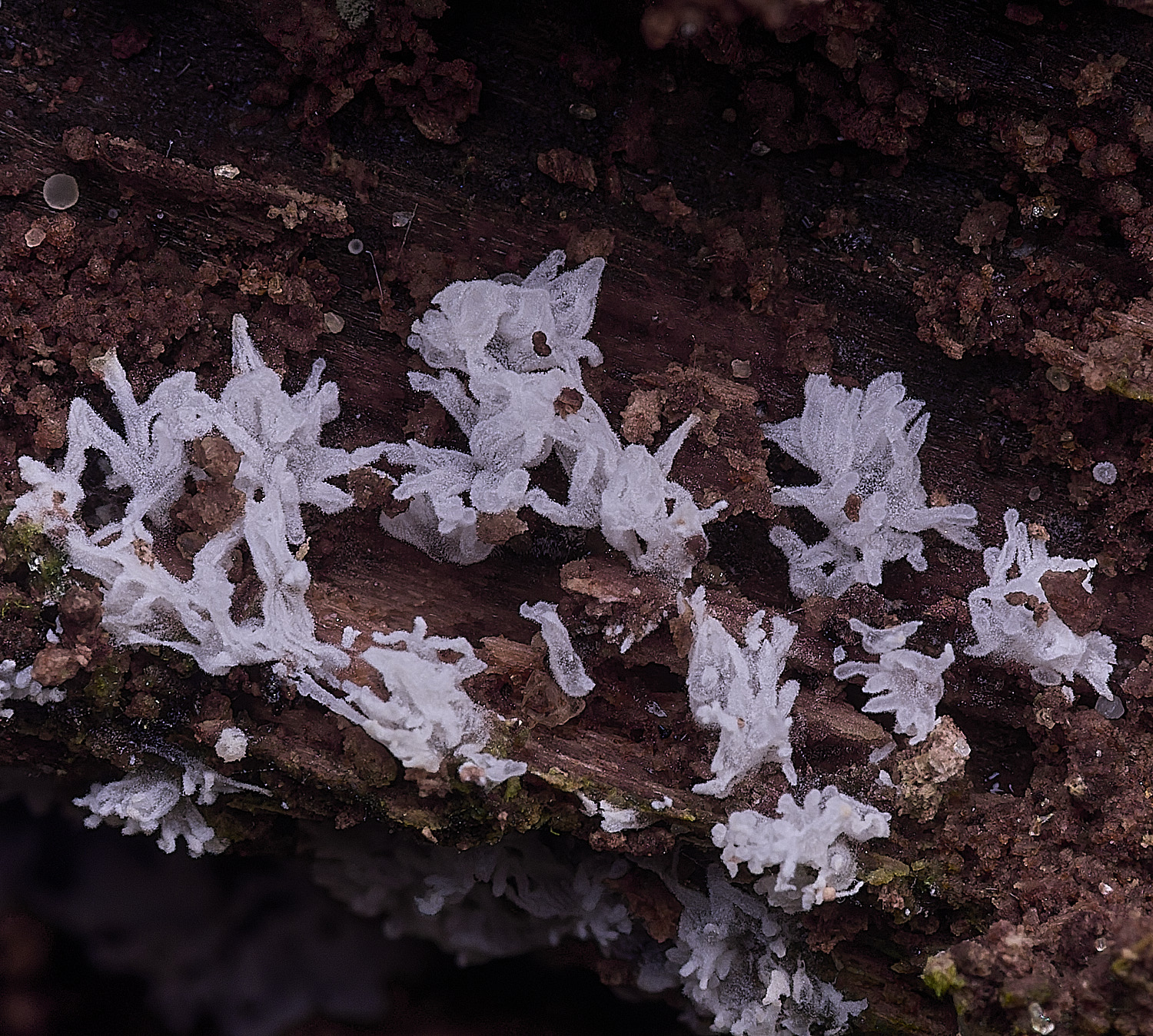 StrumpshawCeratomyia150326-2