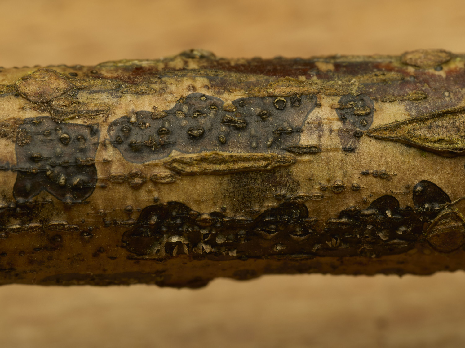 StrumpshawDiaportheSp150326-1