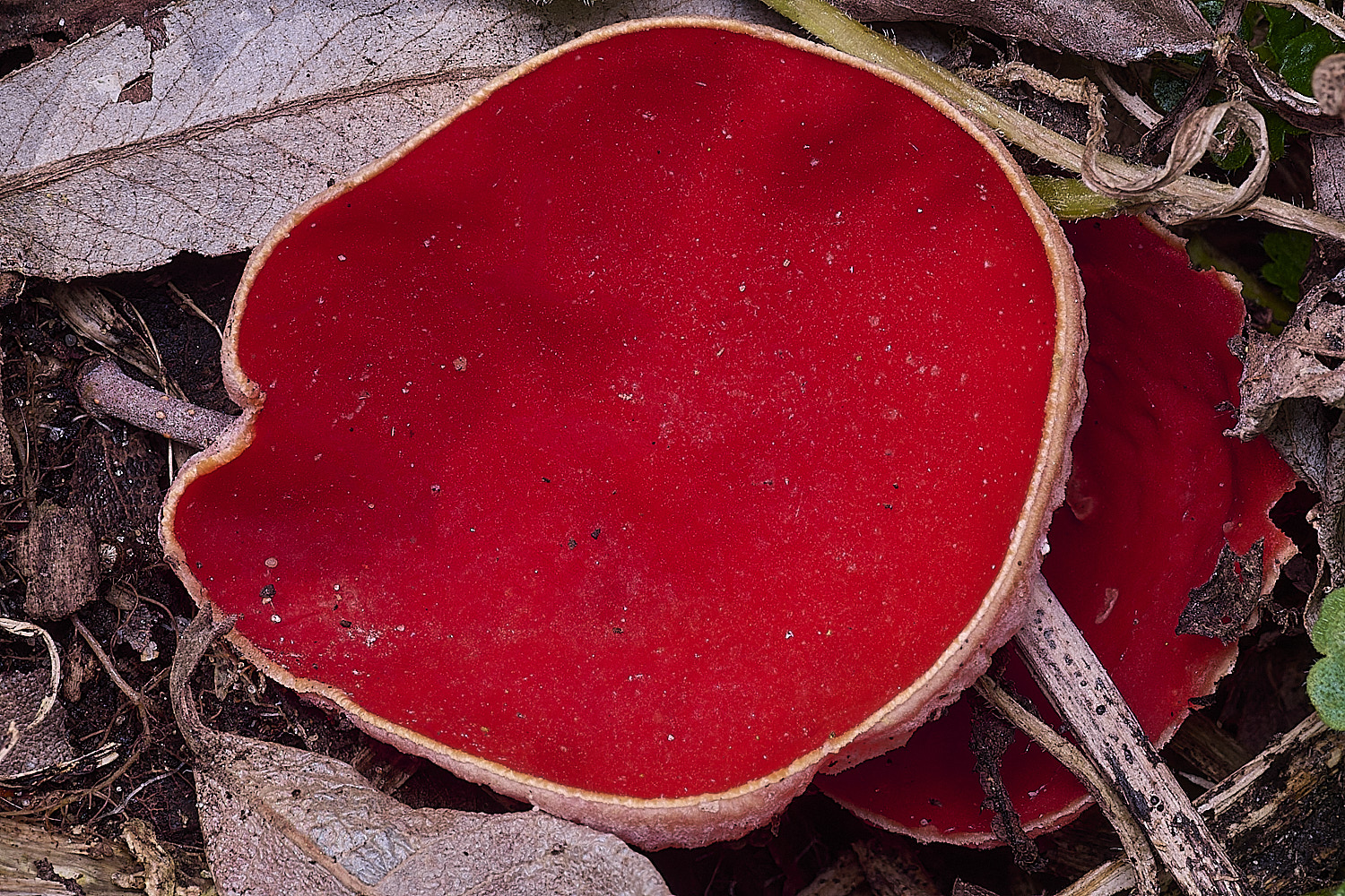 StrumpshawElfCup150326-1