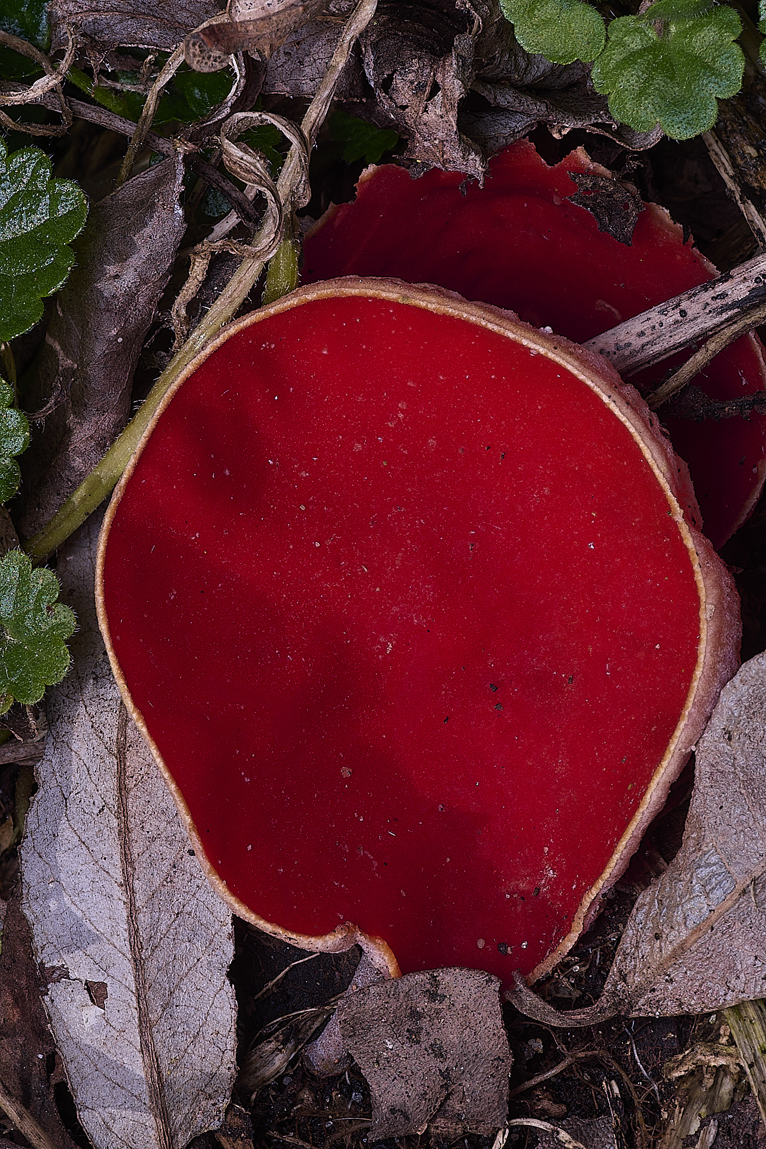 StrumpshawElfCup150326-2