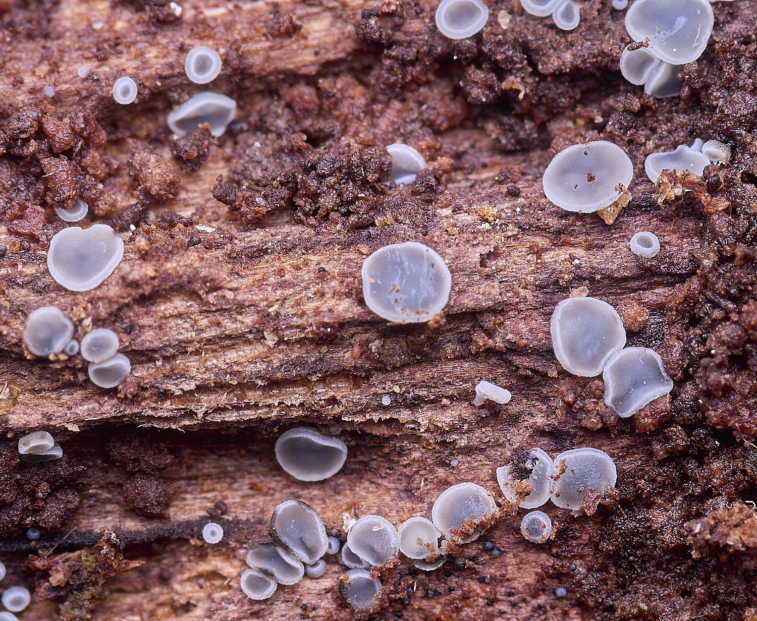 StrumpshawLachnumMollisa150326-1