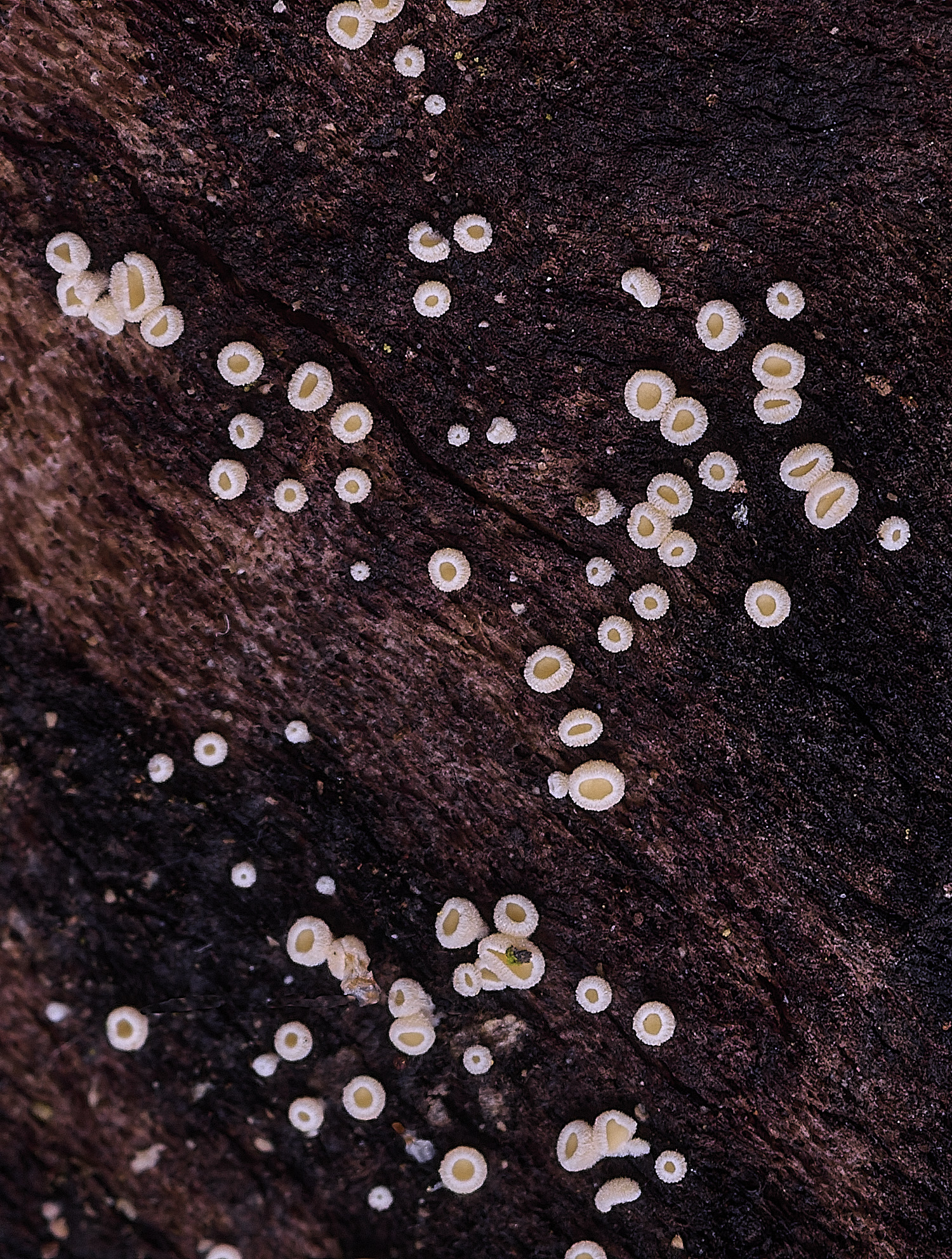 StrumpshawLachnumpudibundum150326-2