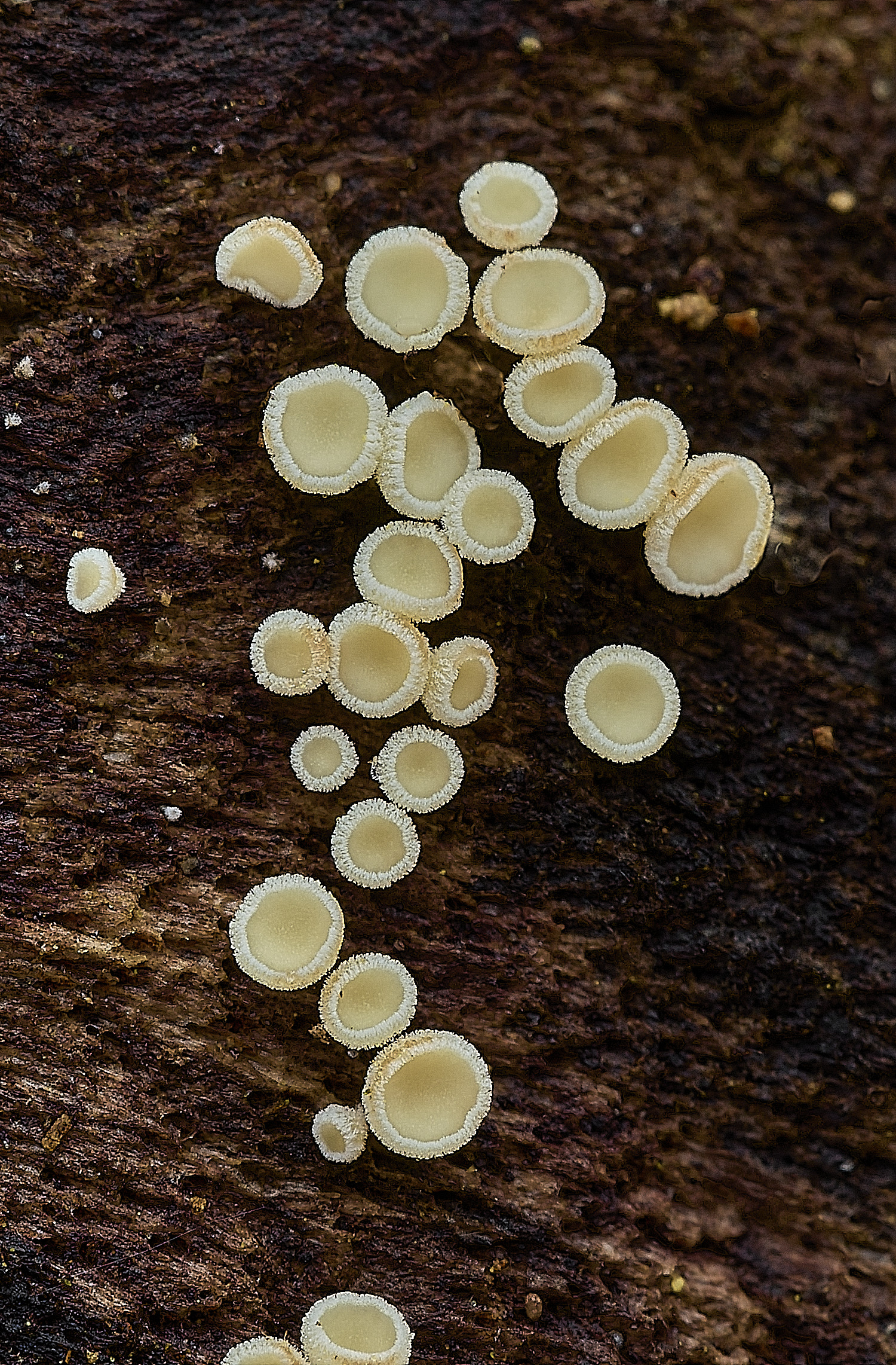 StrumpshawLachnumpudibundum150326-3