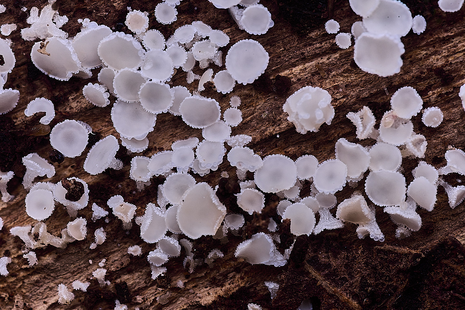 StrumpshawLachnumvirgineum150326-1