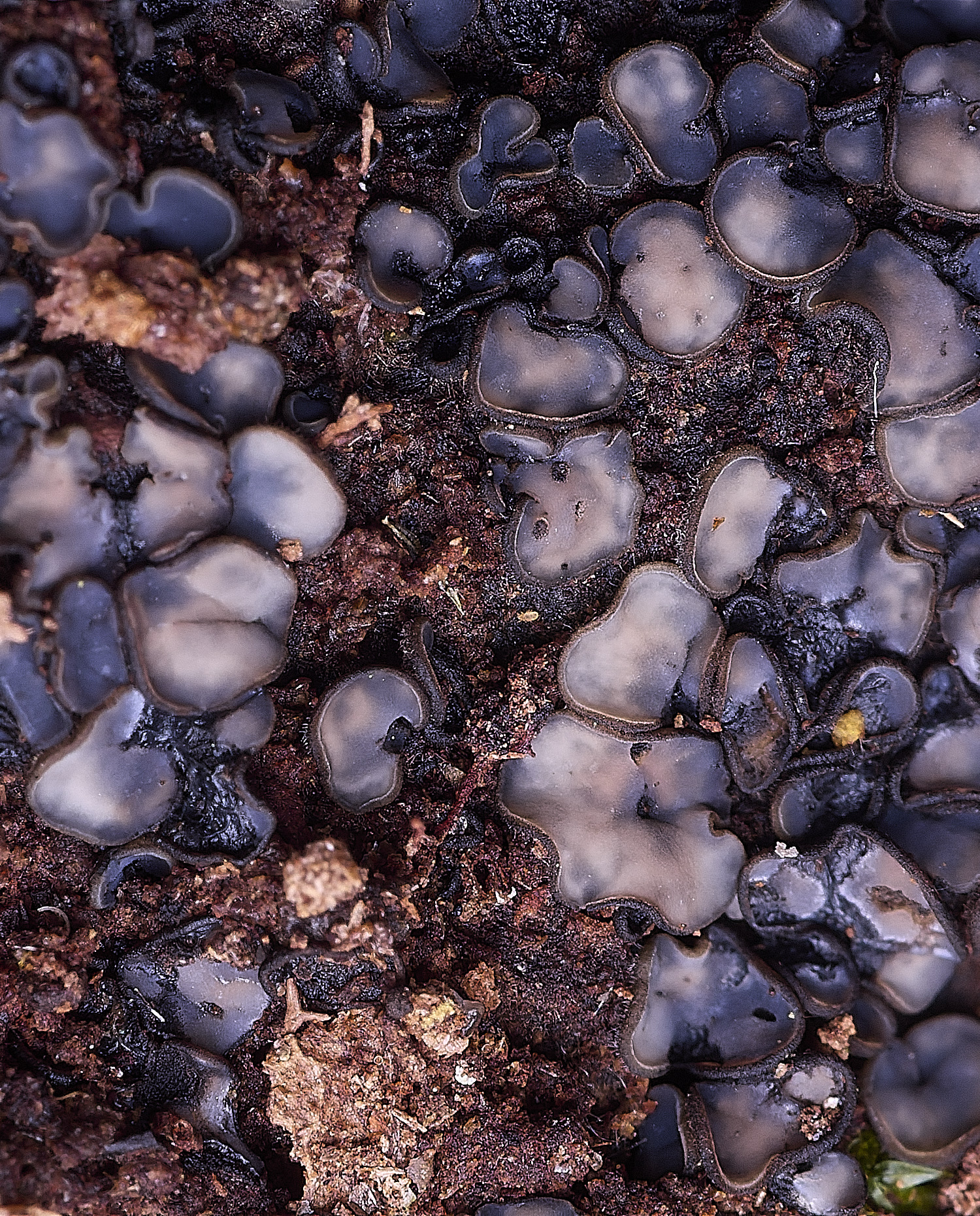 StrumpshawMollisia150326-2